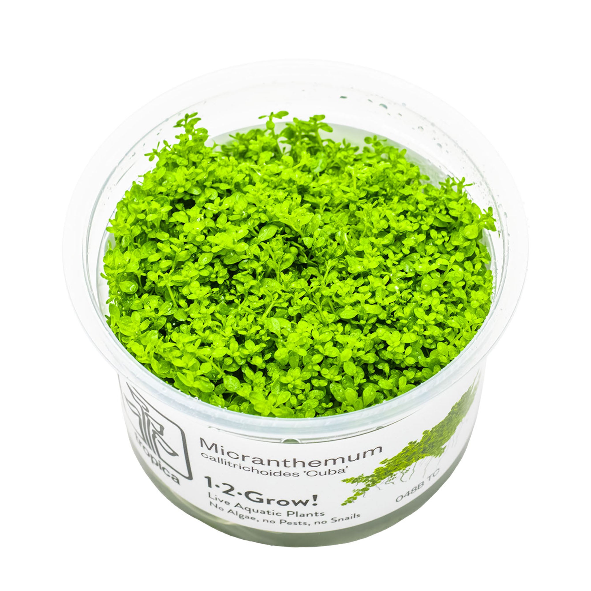 Micranthemum-callitrichoides-Cuba-Wasserpflanze