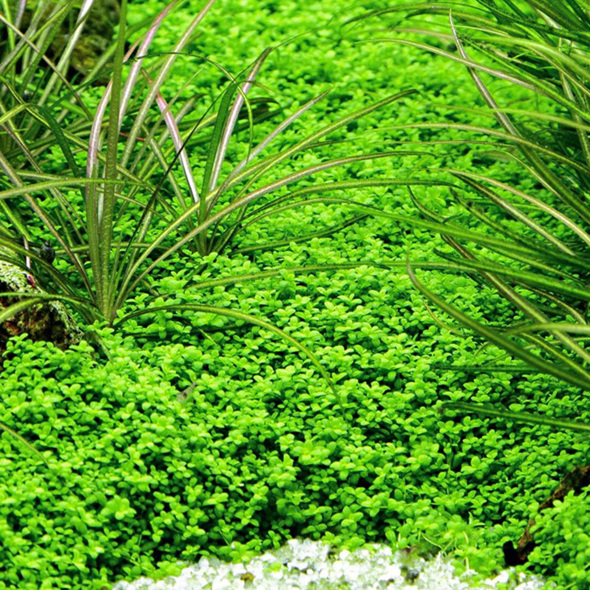 Micranthemum-callitrichoides-im-Aquarium
