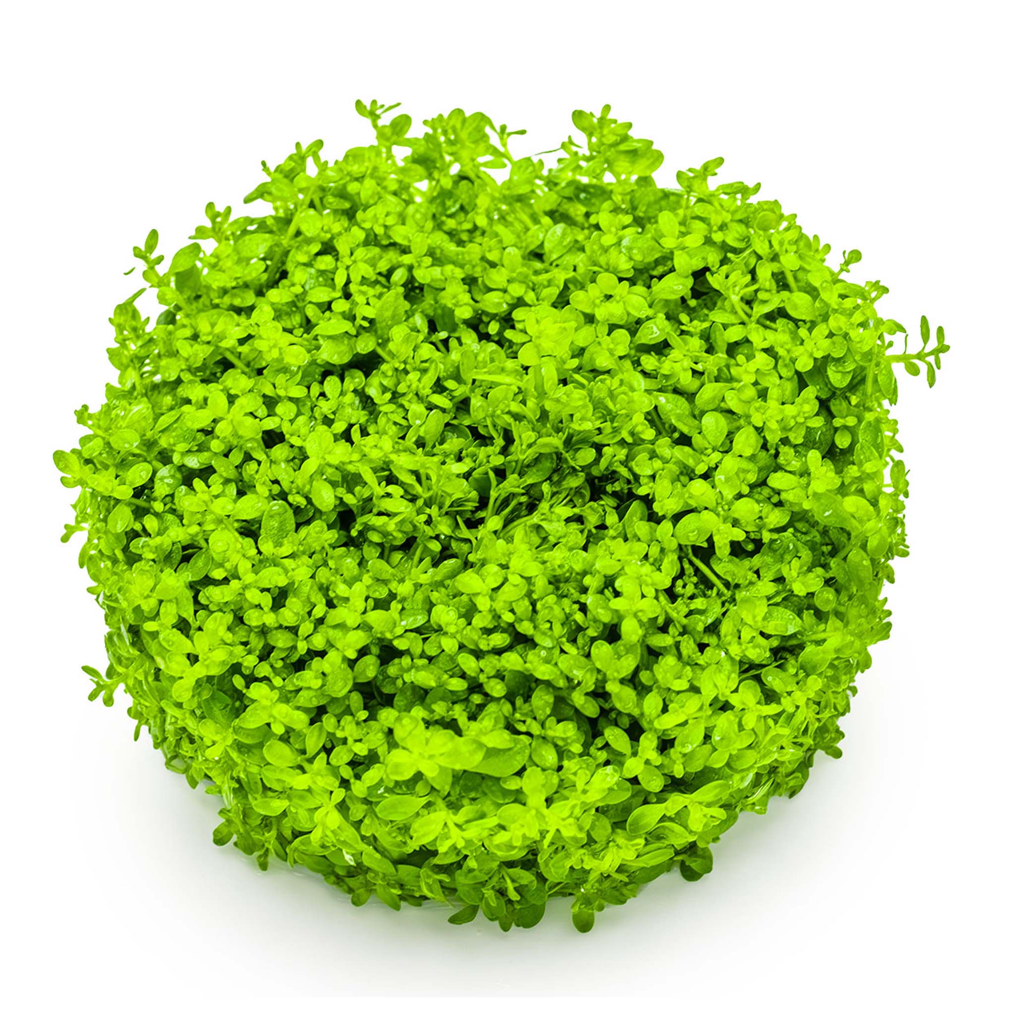 Micranthemum-callitrichoides-ohne_Becher