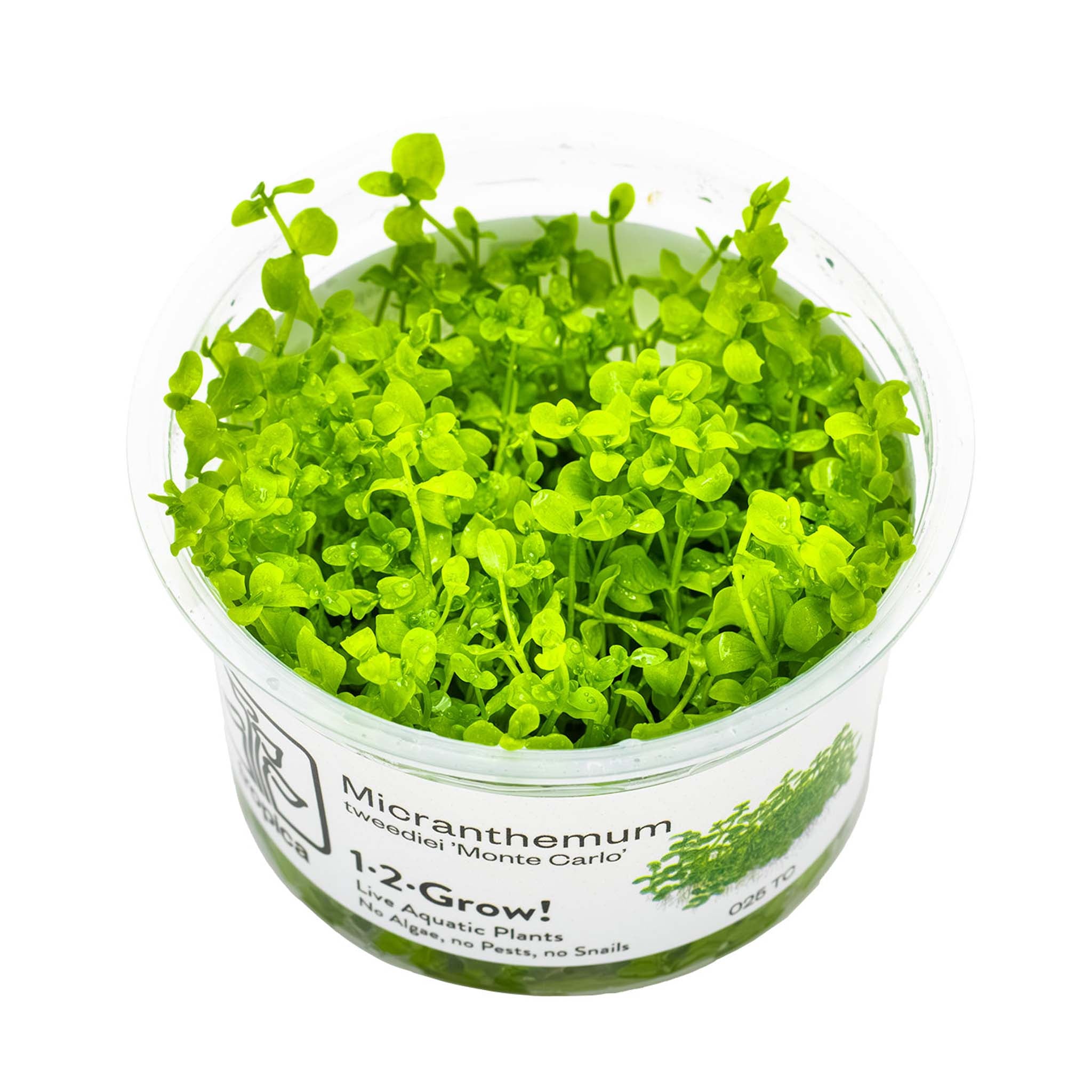 Micranthemum-tweediei-Monte-Carlo-Wasserpflanze