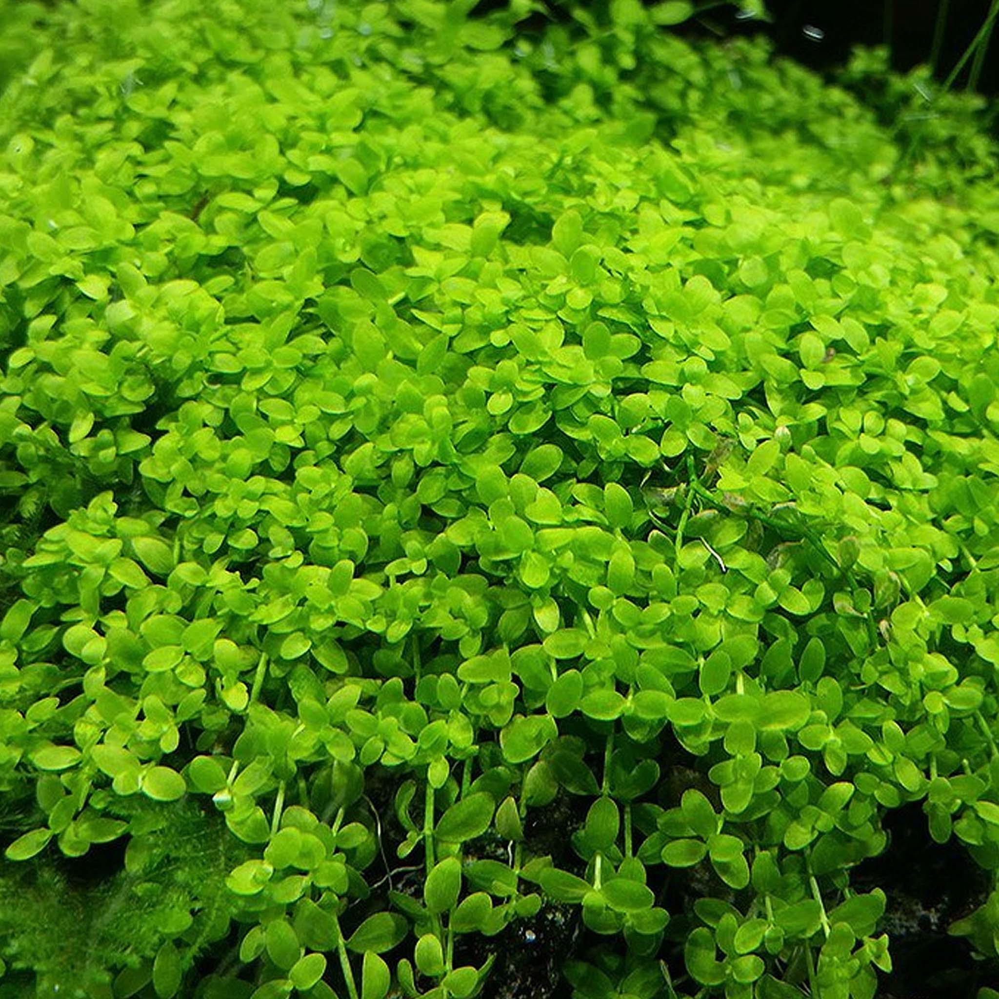 Micranthemum-tweediei-Monte-Carlo-im-Aquarium