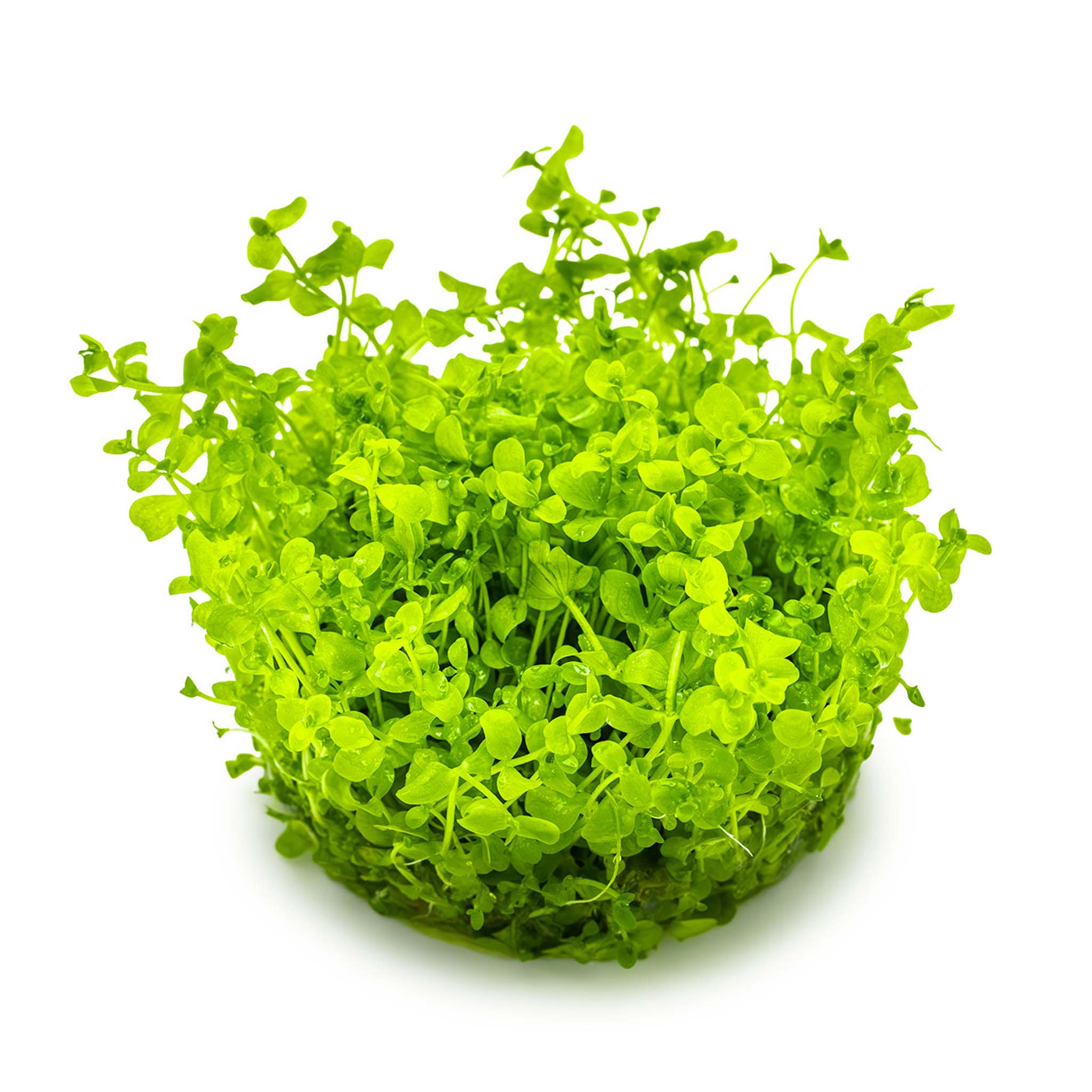 Micranthemum-tweediei-Monte-Carlo-ohne-becher