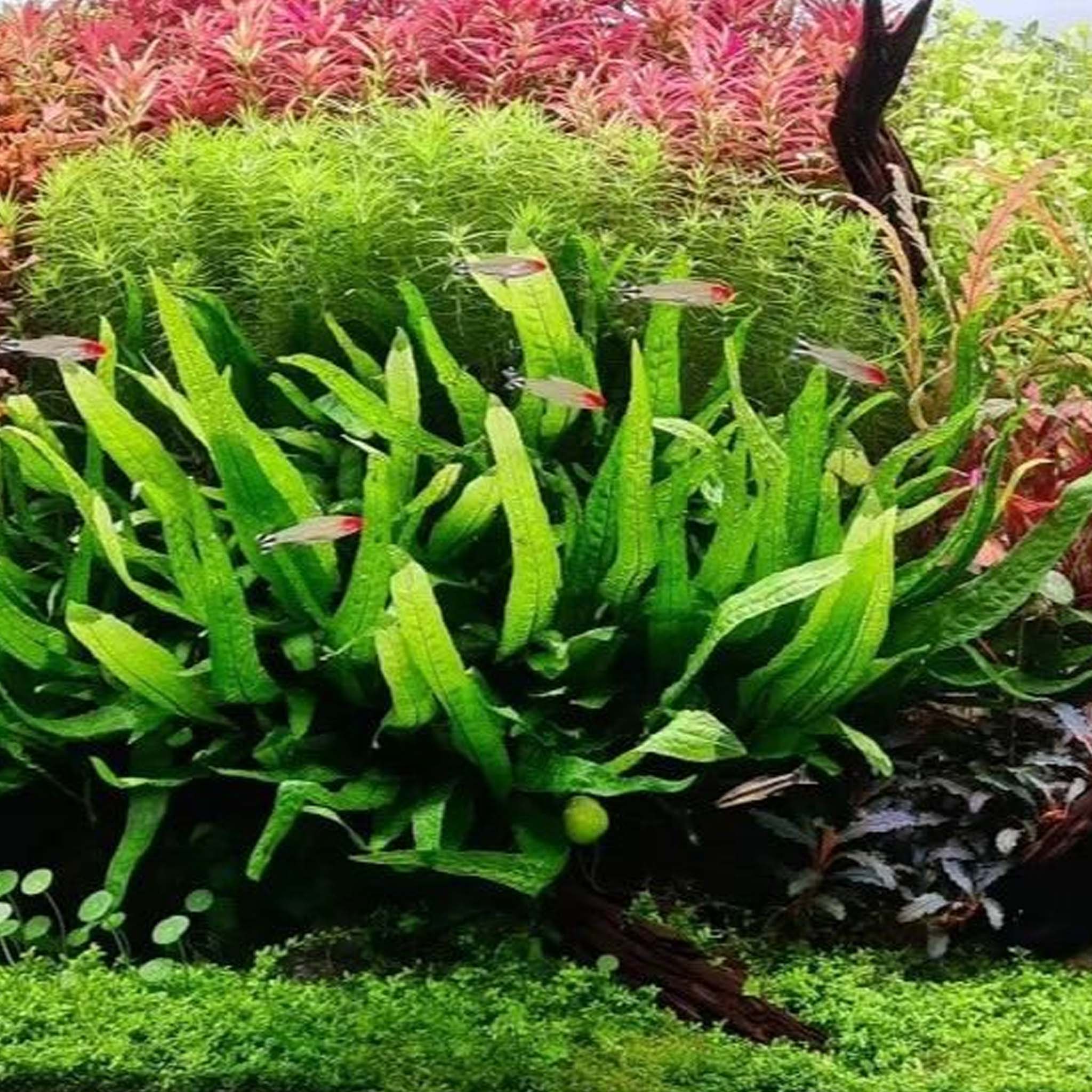 Microsorum pteropus 'Narrow'