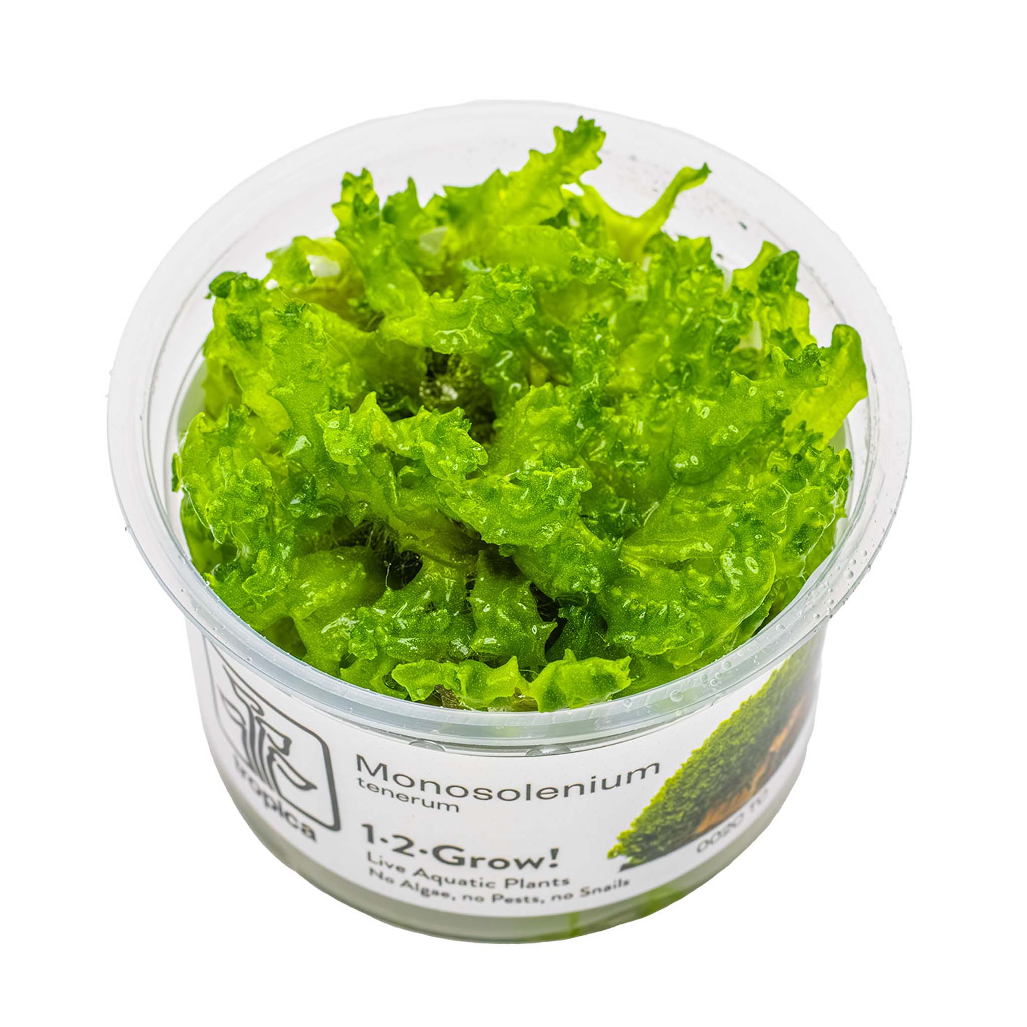 Monosolenium-tenerum-Wasserpflanze