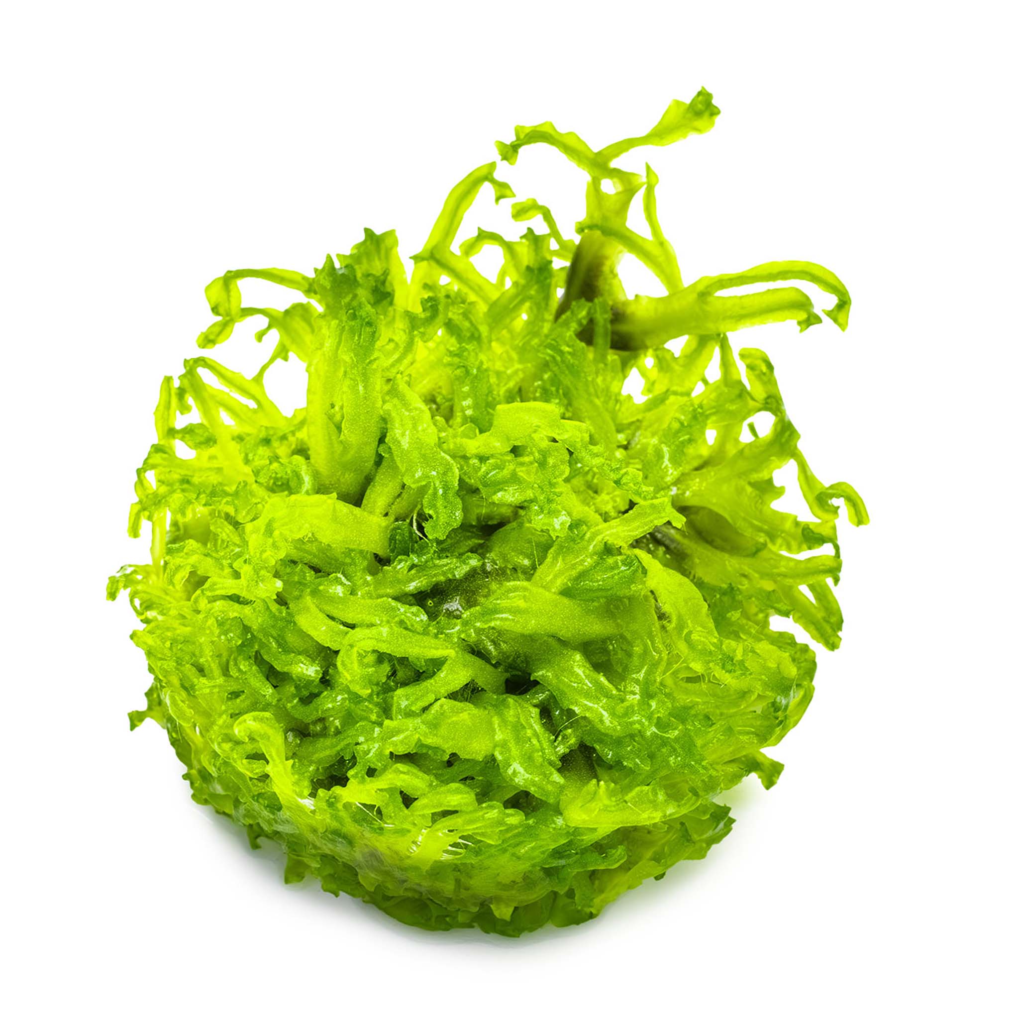 Monosolenium-tenerum-ohne-Becher