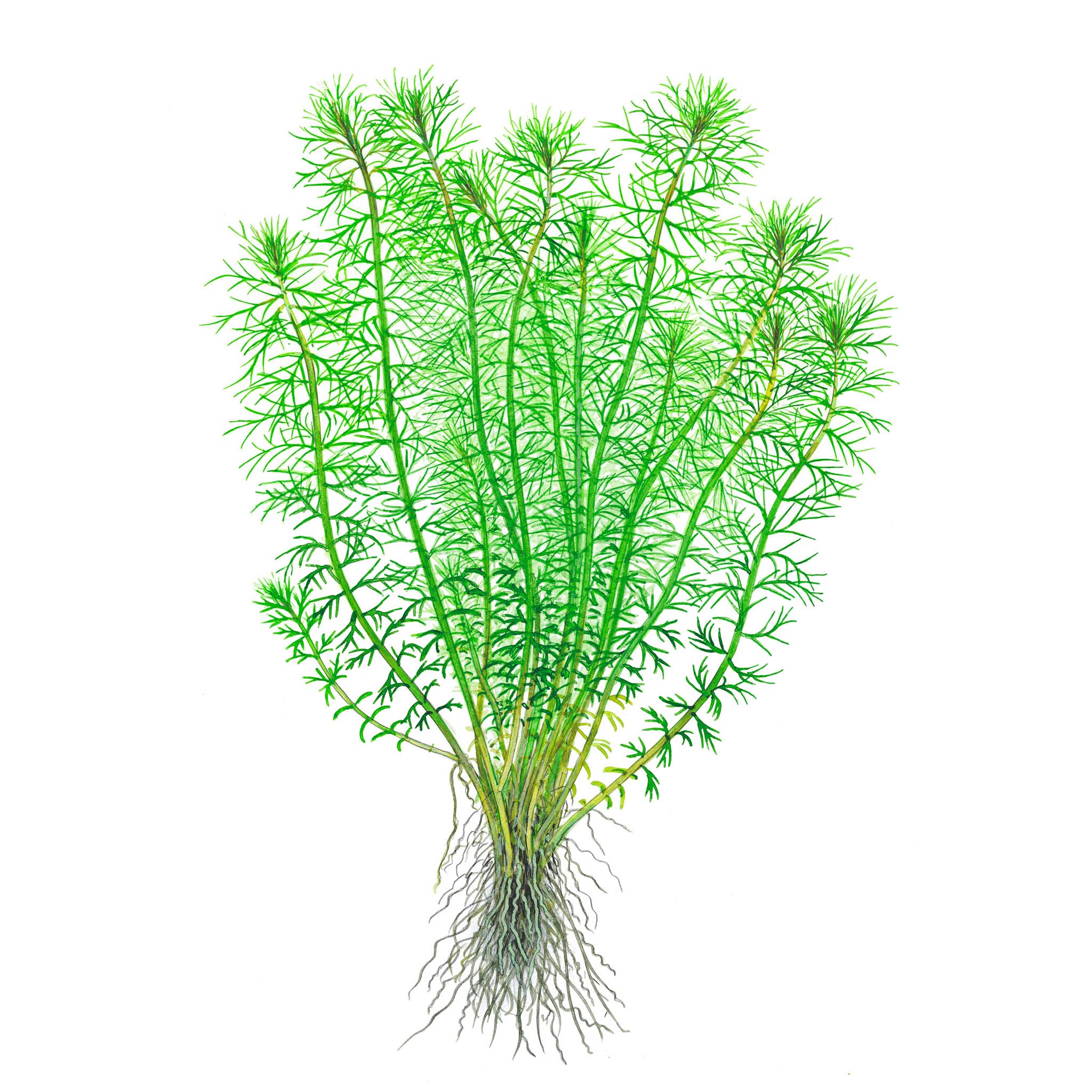 Myriophyllum-Guyana-Zeichnung