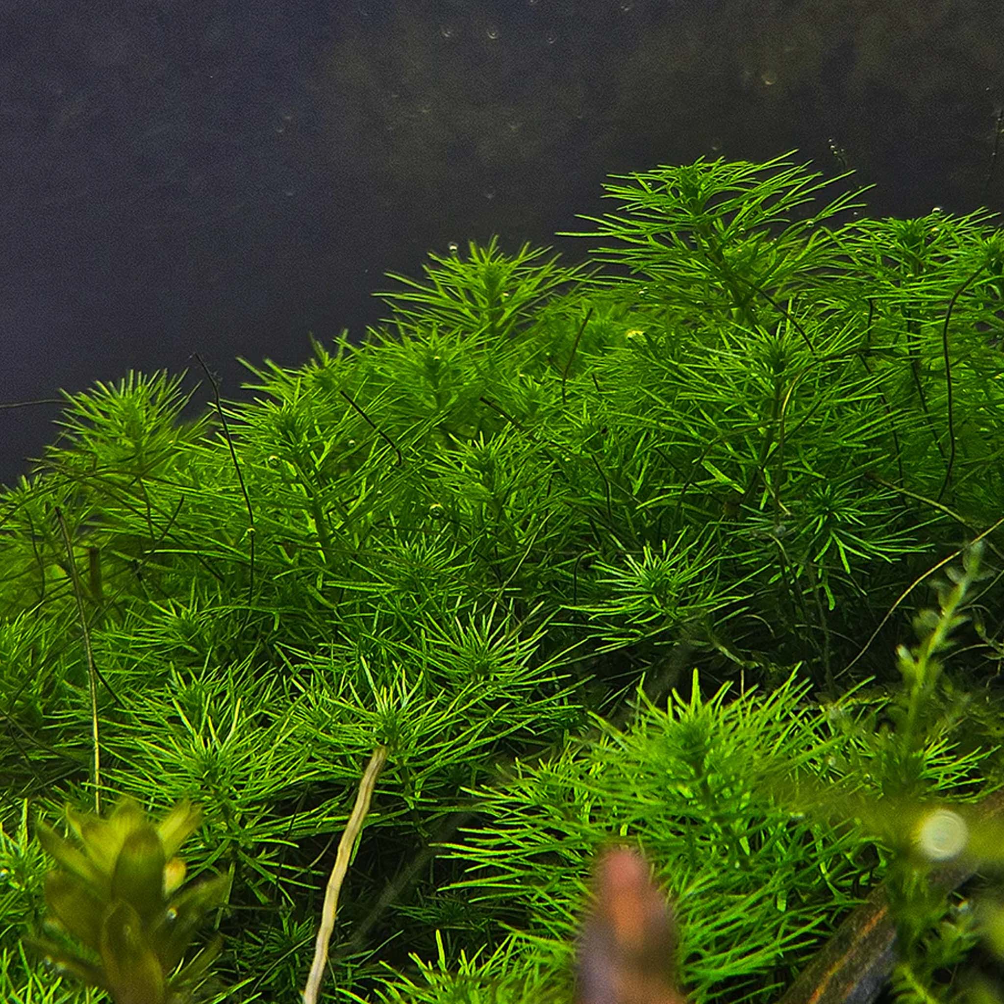 Myriophyllum-Guyana-im-Aquarium