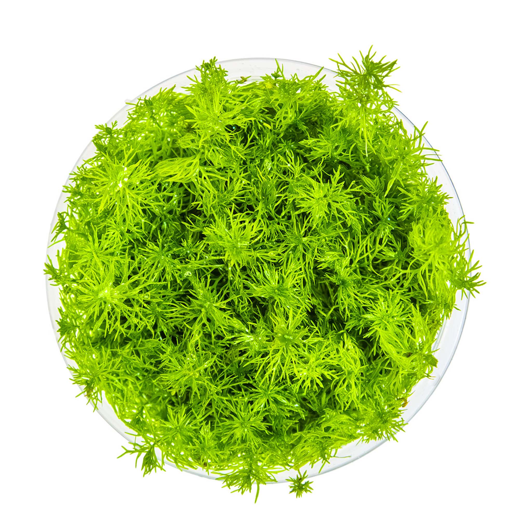 Myriophyllum-Guyana-von-oben