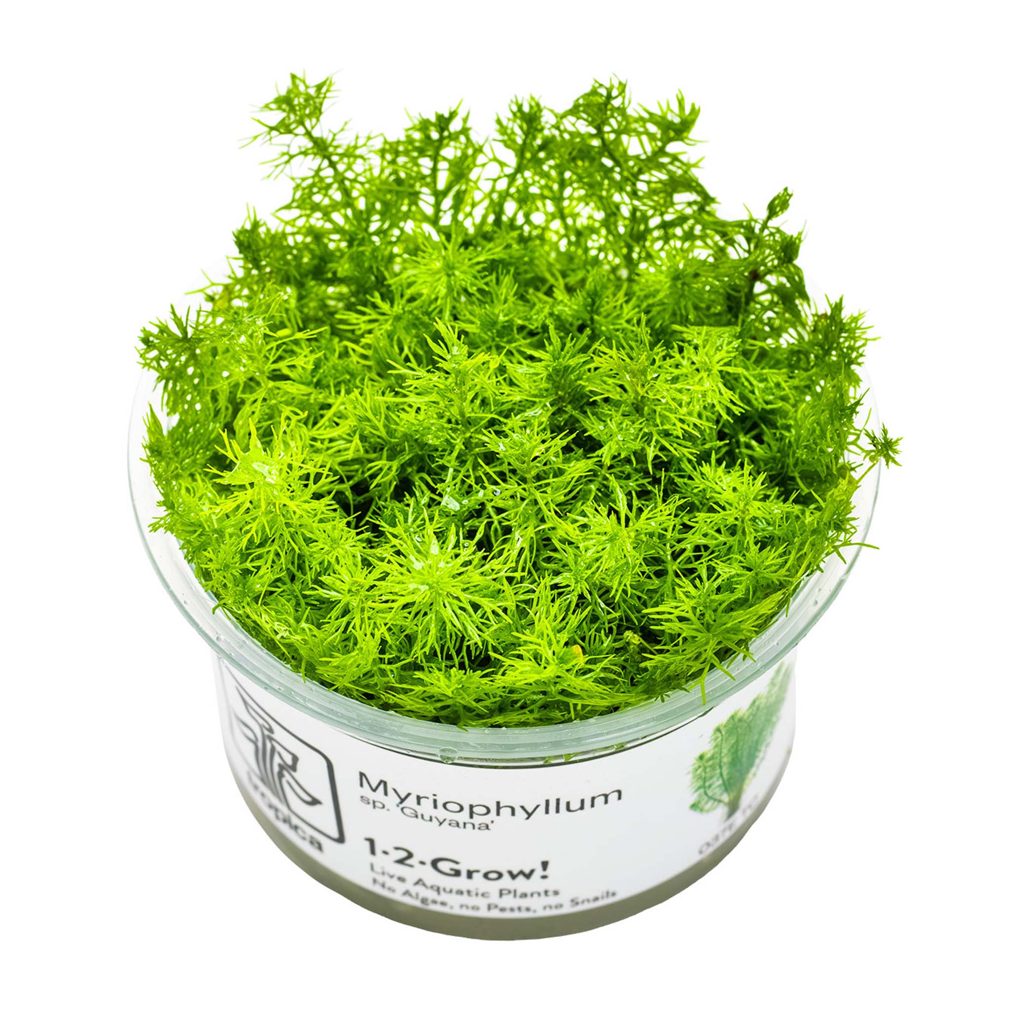 Myriophyllum-Wasserpflanze