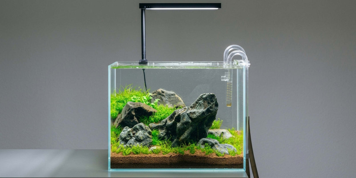 Kleines Naturaquarium für Einsteiger – bepflanztes Nano-Aquarium von Aquanature