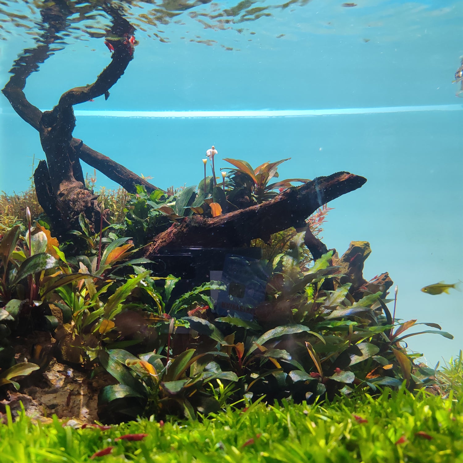Naturaquarium