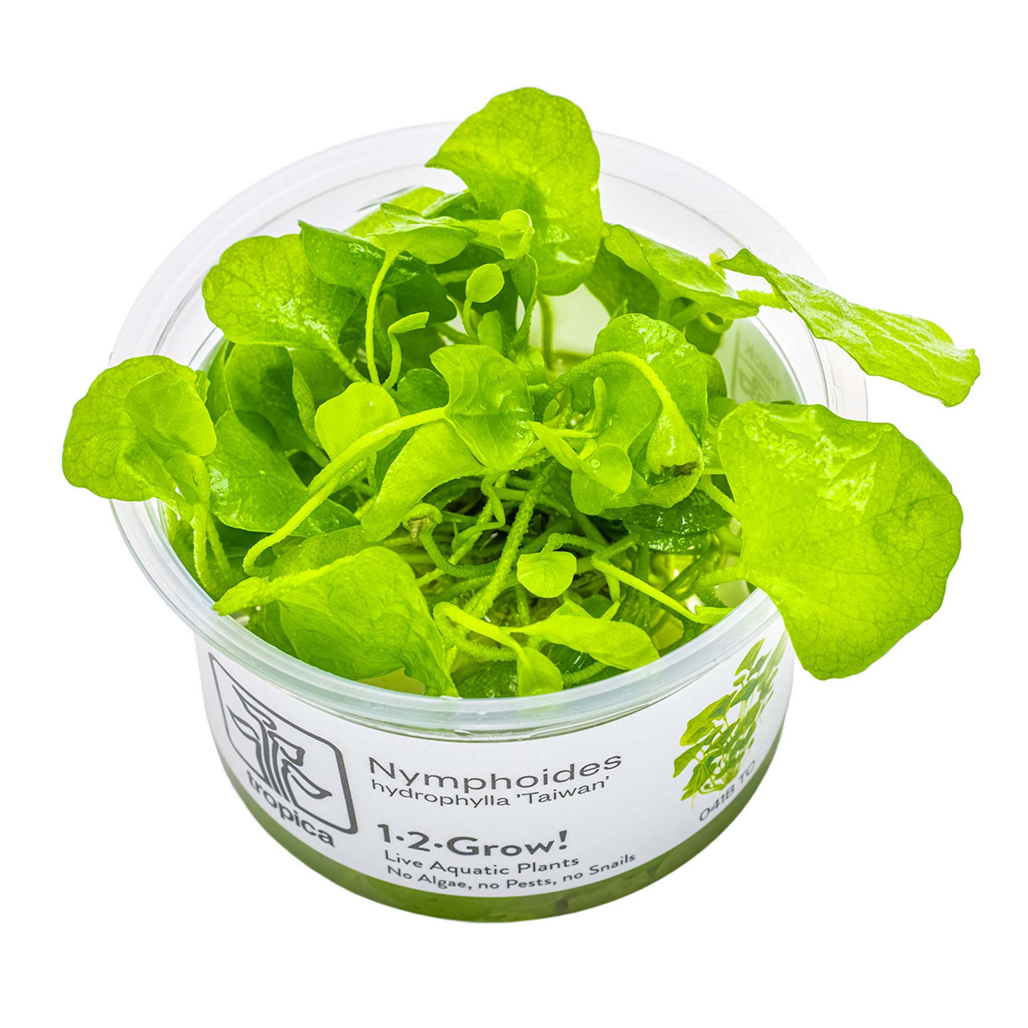 Nymphoides-hydrophylla-Taiwan-Wasserpflanze