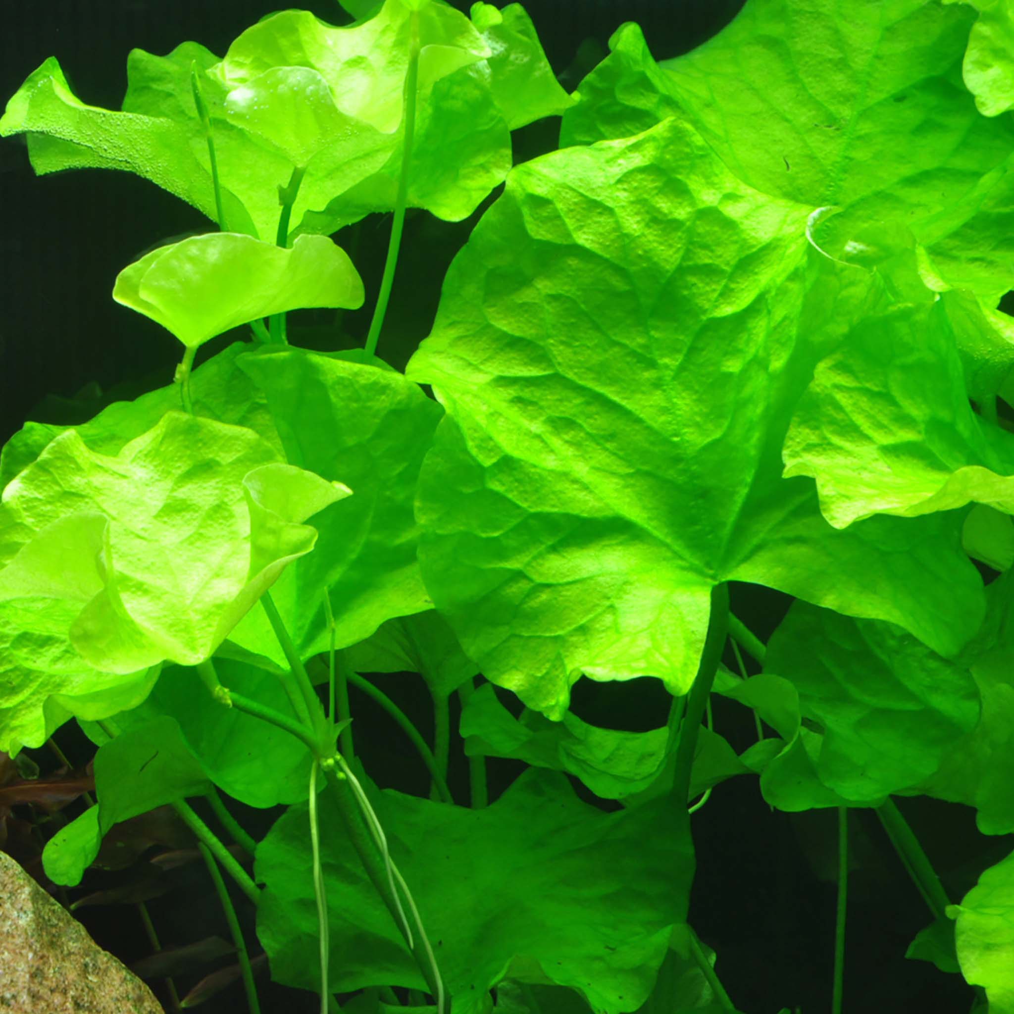 Nymphoides-hydrophylla-Taiwan-im-Aquarium
