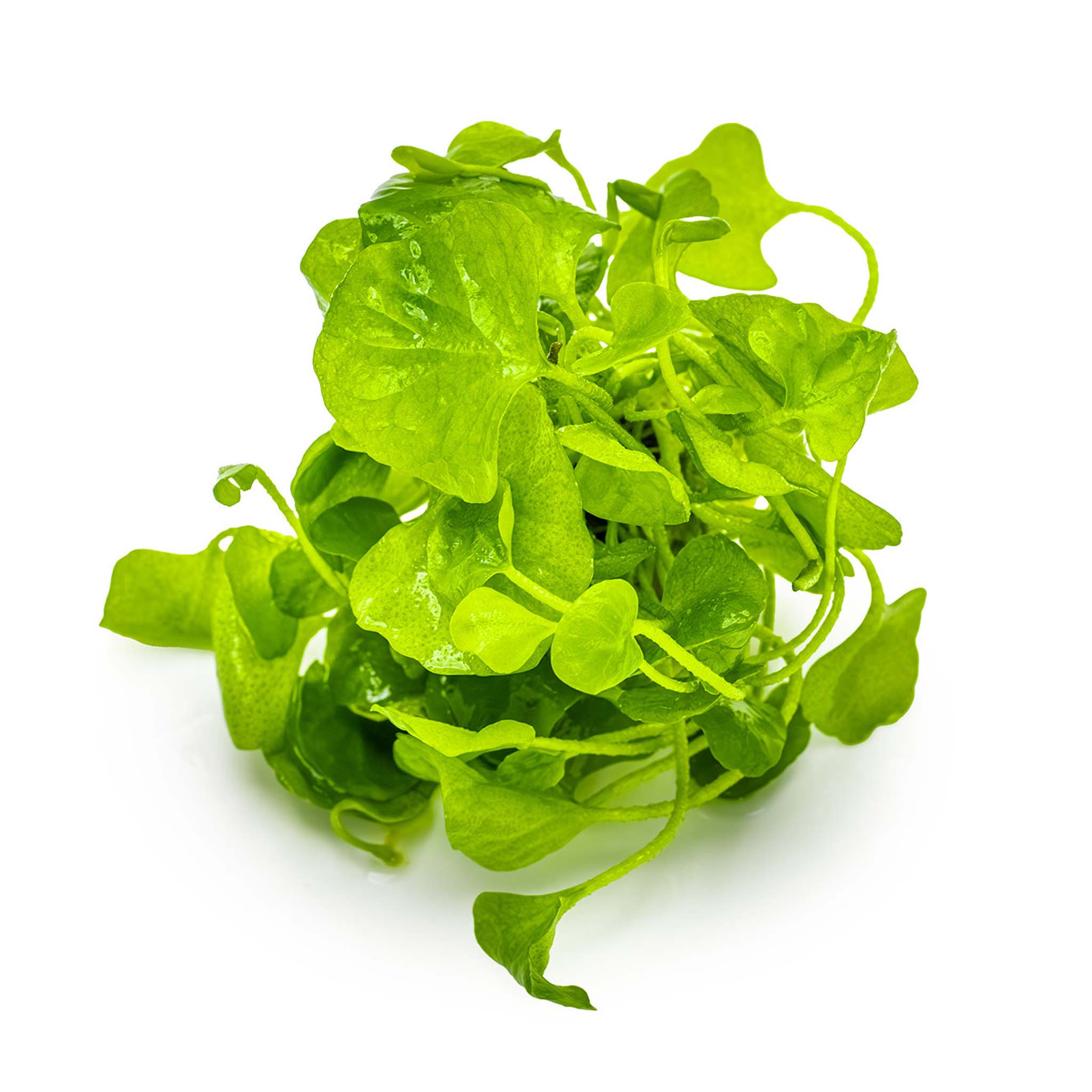 Nymphoides-hydrophylla-Taiwan-ohne_Becher