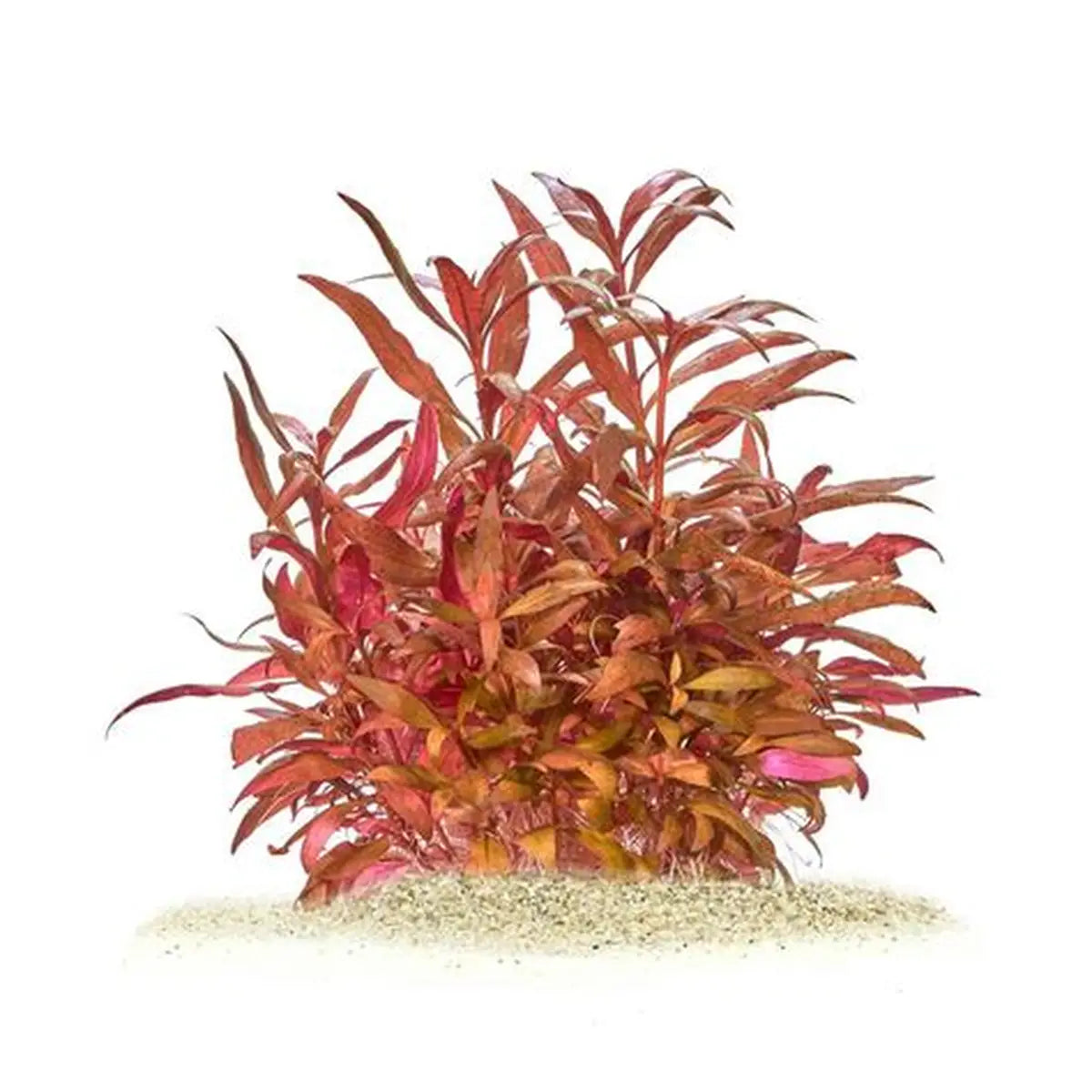Alternanthera reineckii 'Pink'