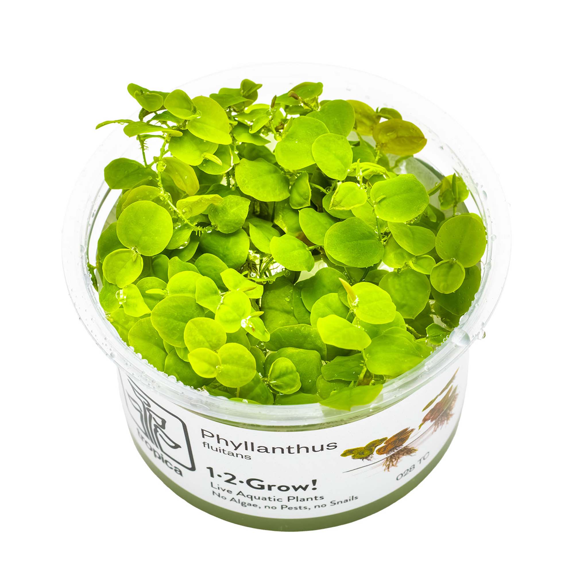 Phyllanthus-fluitans-Wasserpflanze