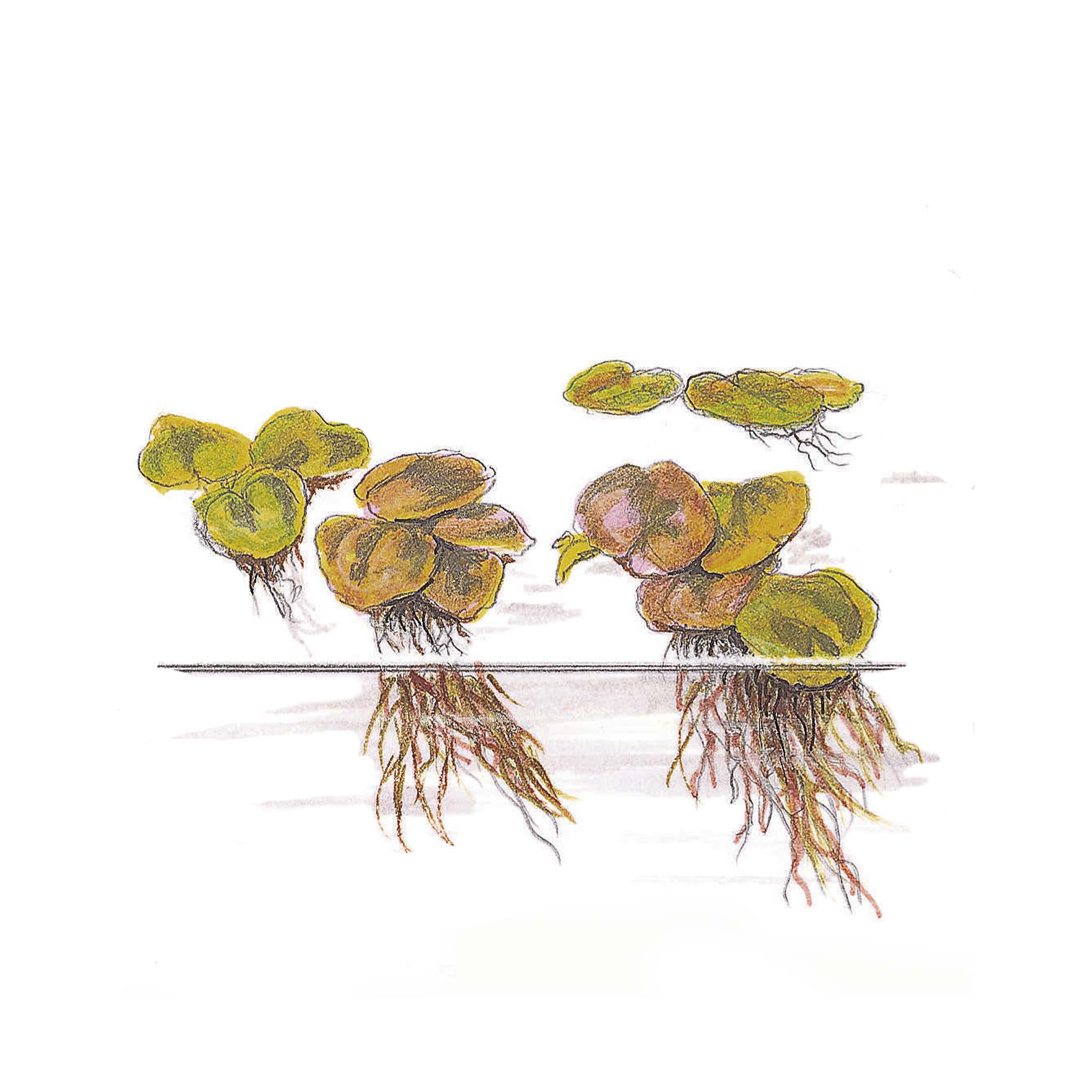 Phyllanthus-fluitans-Zeichnung