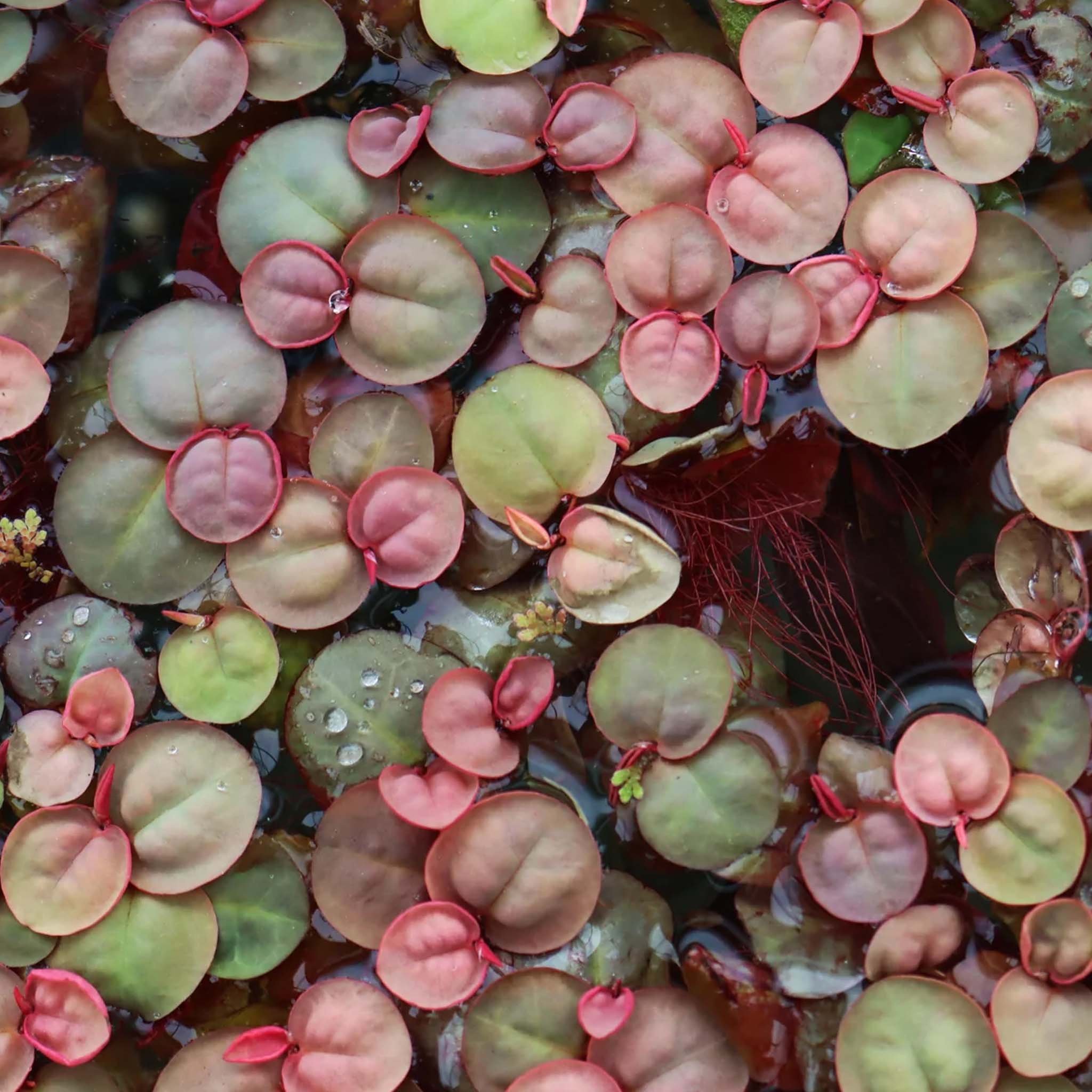Phyllanthus-fluitans-im-Aquarium