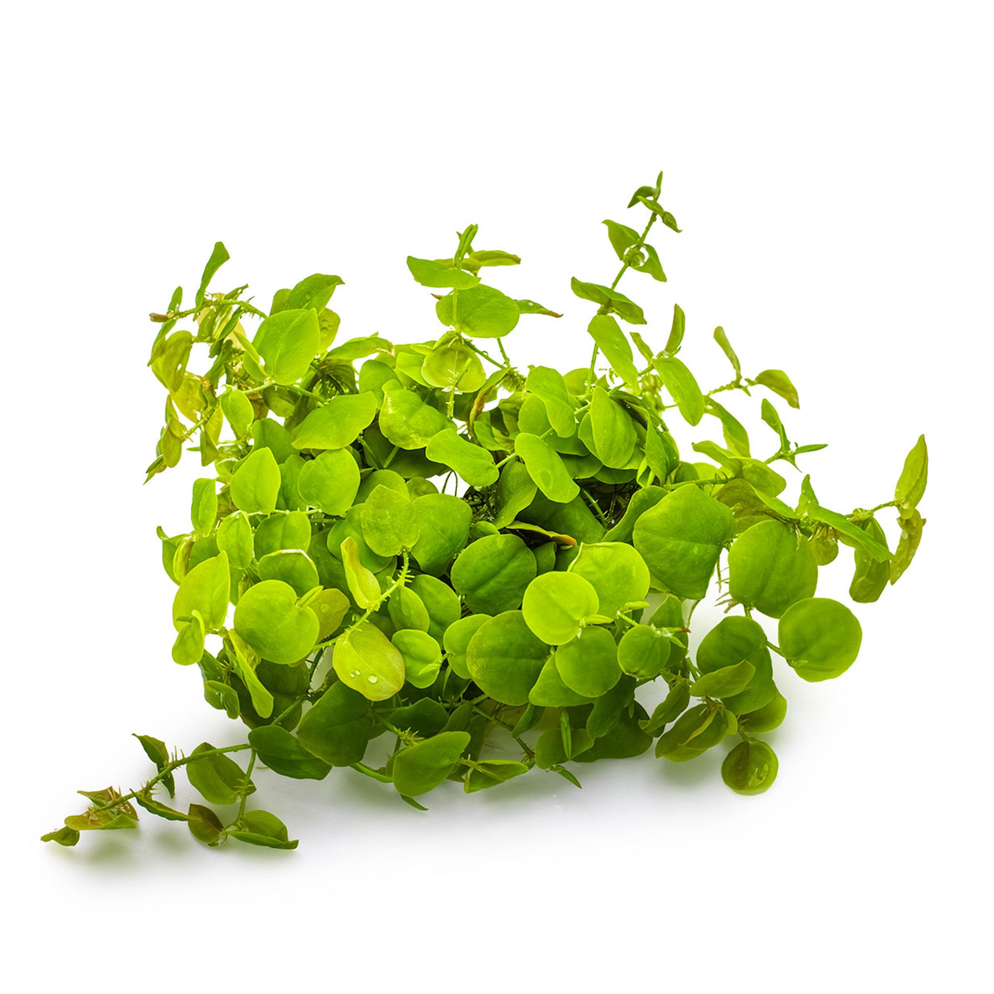 Phyllanthus-fluitans-ohne-Becher