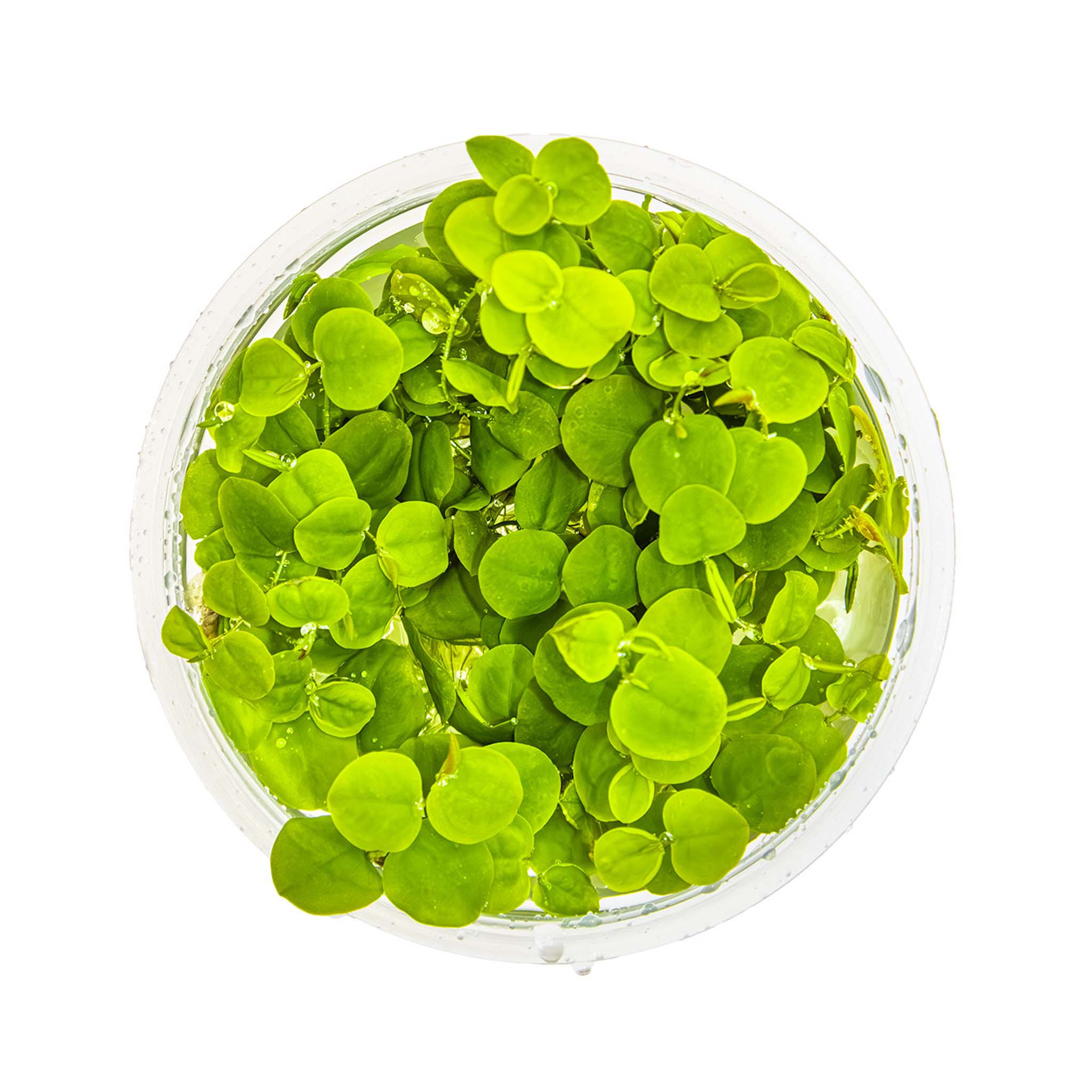 Phyllanthus-fluitans-von-oben