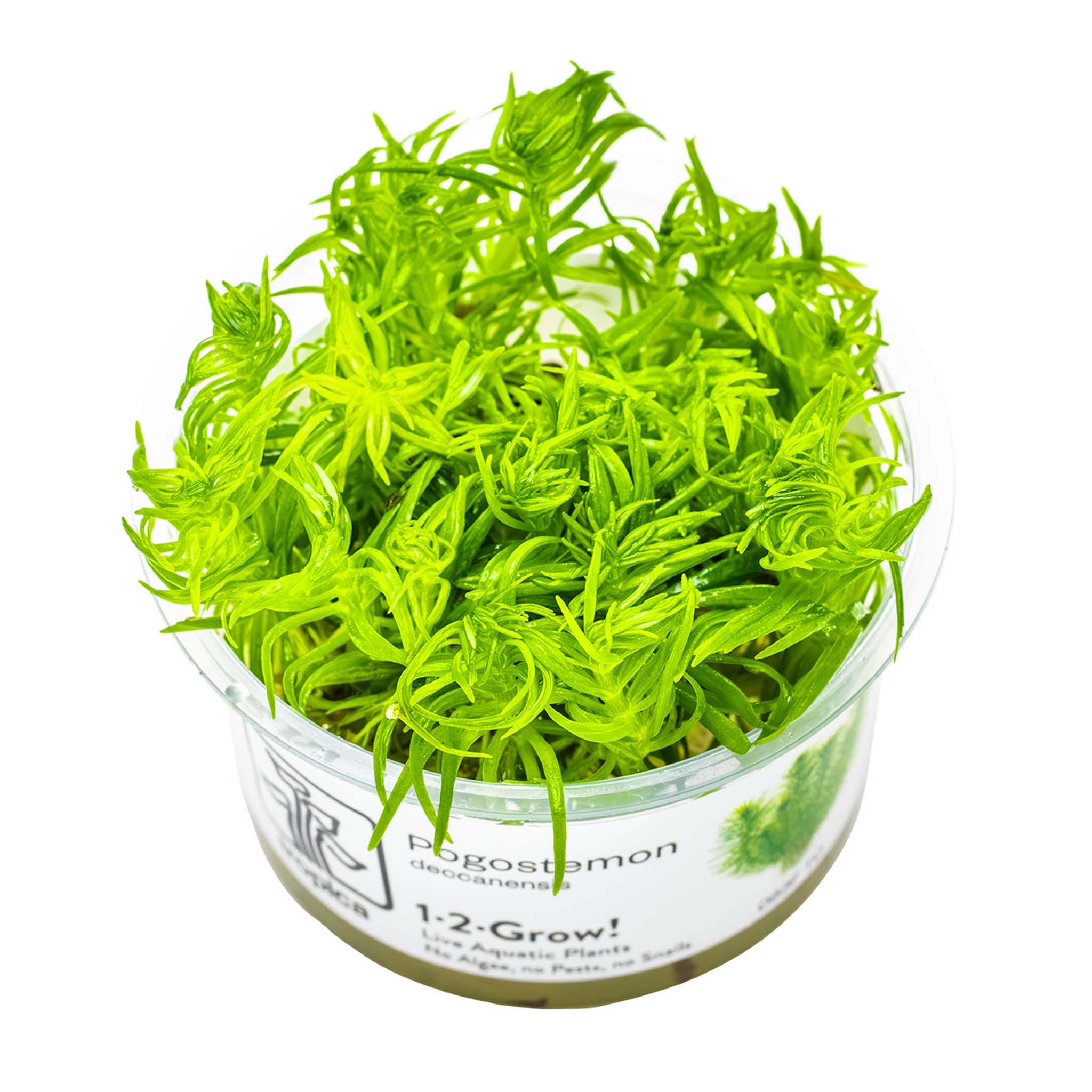 Pogostemon-deccanensis-Wasserpflanze