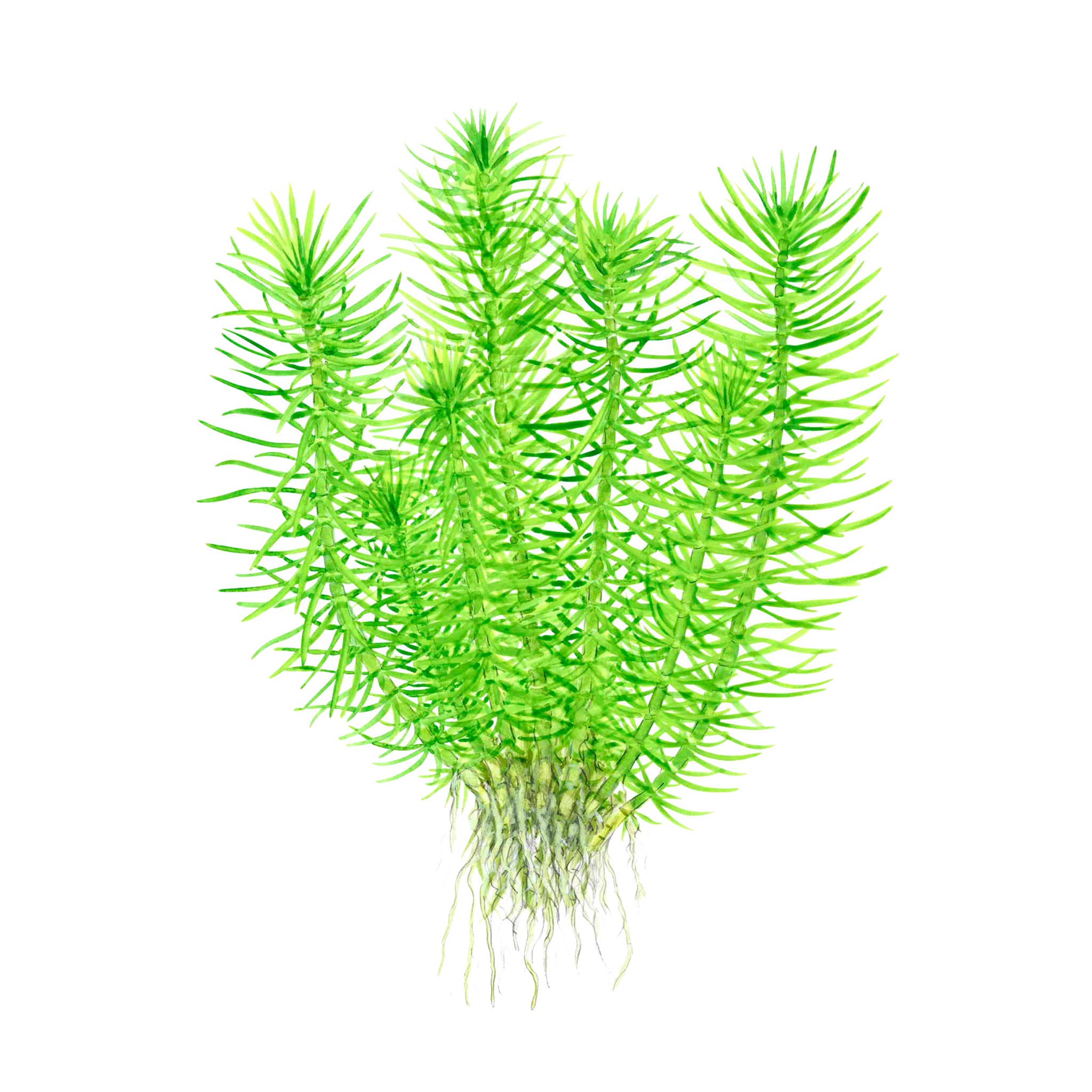 Pogostemon deccanensis Wasserpflanze