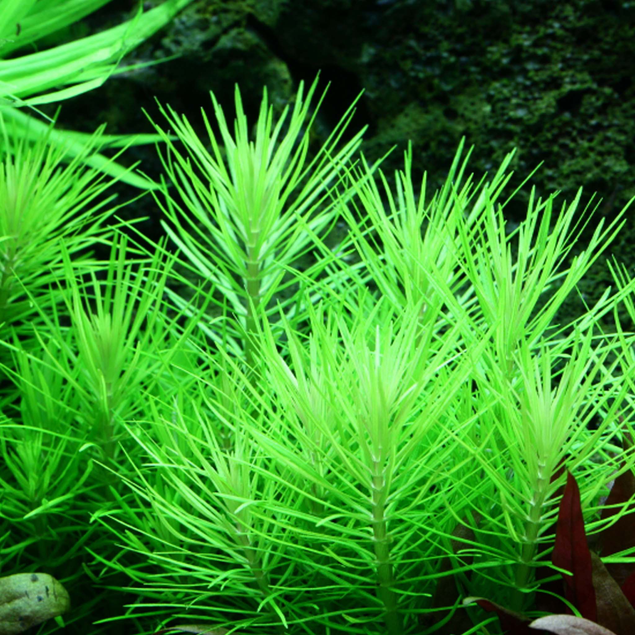 Pogostemon-deccanensis-im-Aquarium