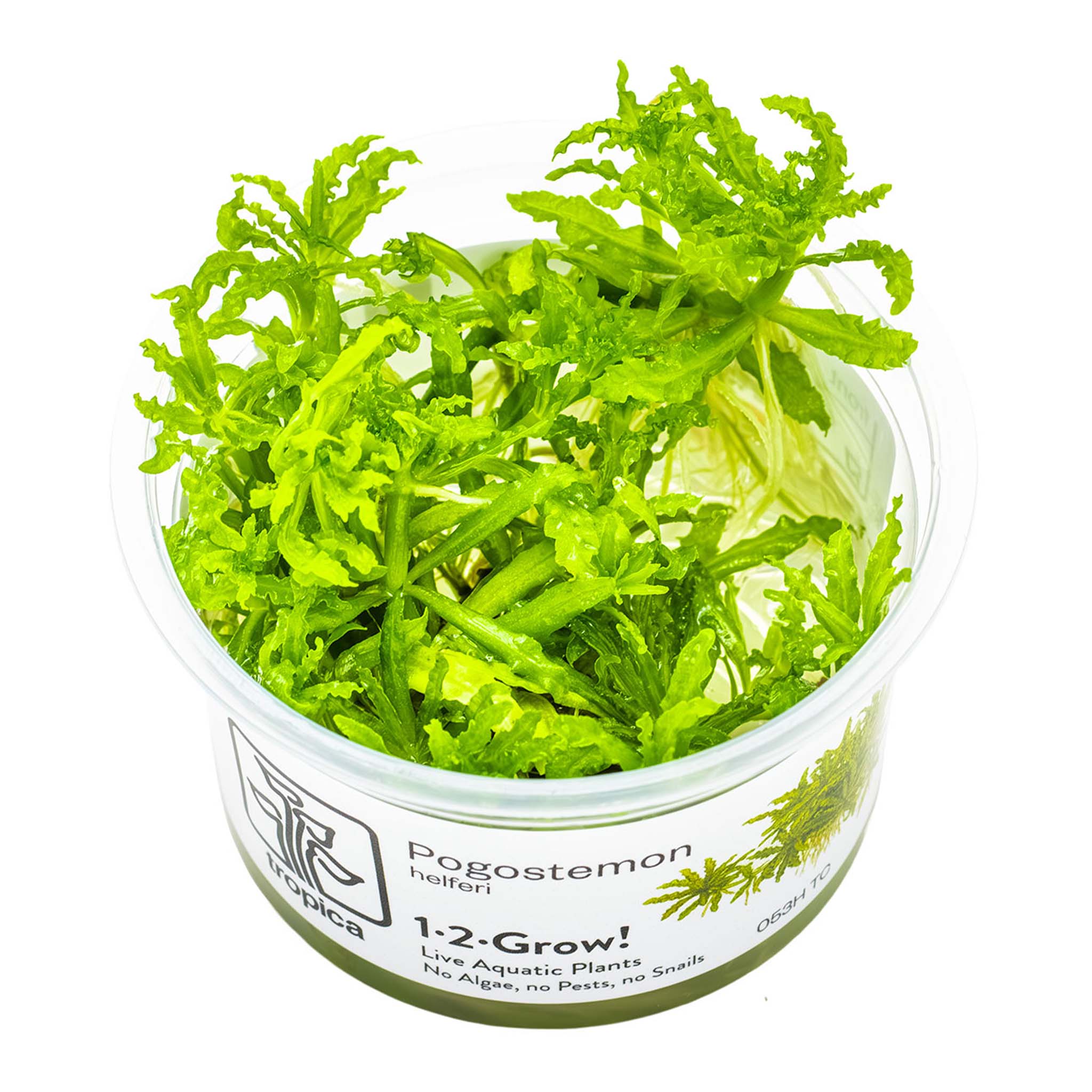 Pogostemon-helferi-Wasserpflanze