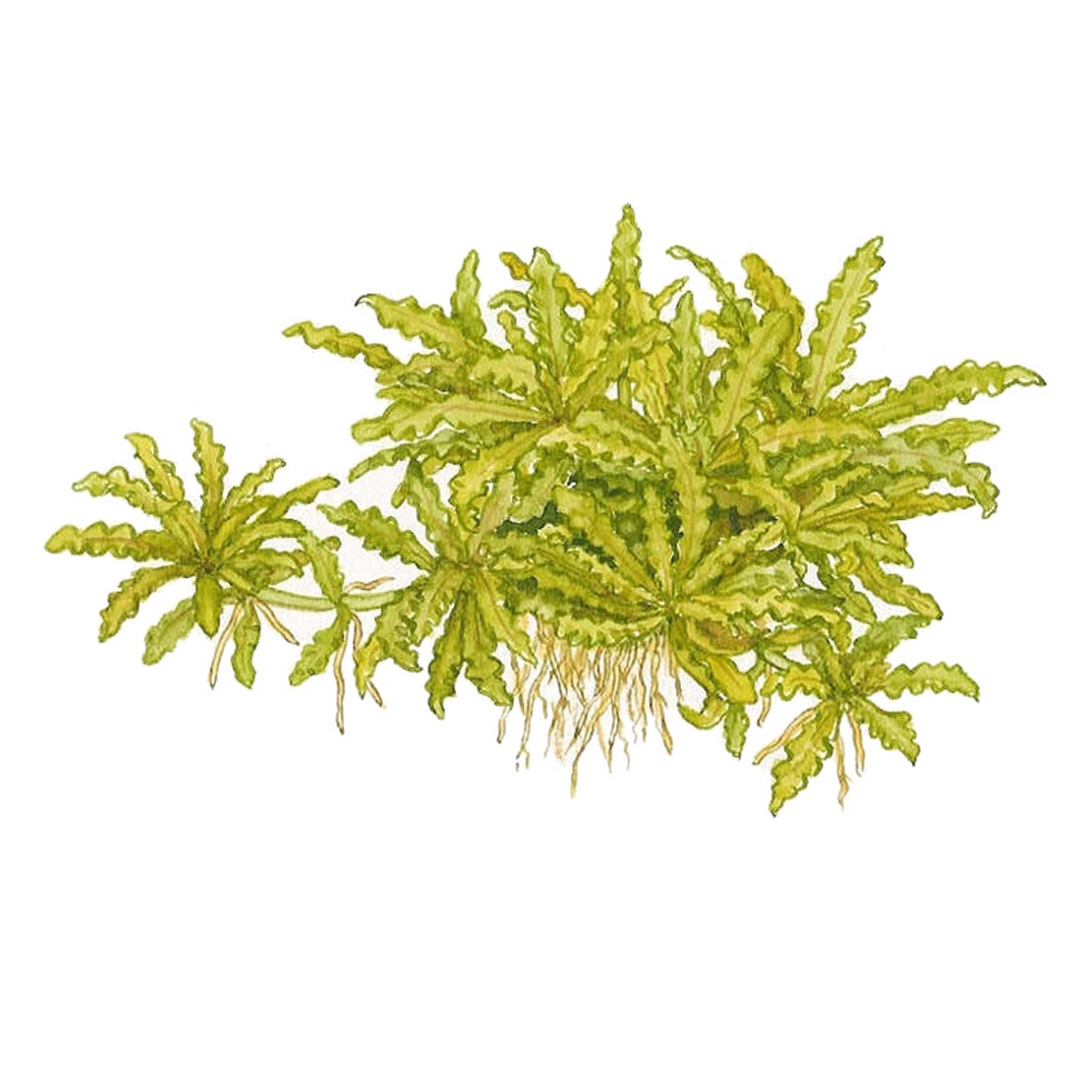 Pogostemon-helferi-Zeichnung