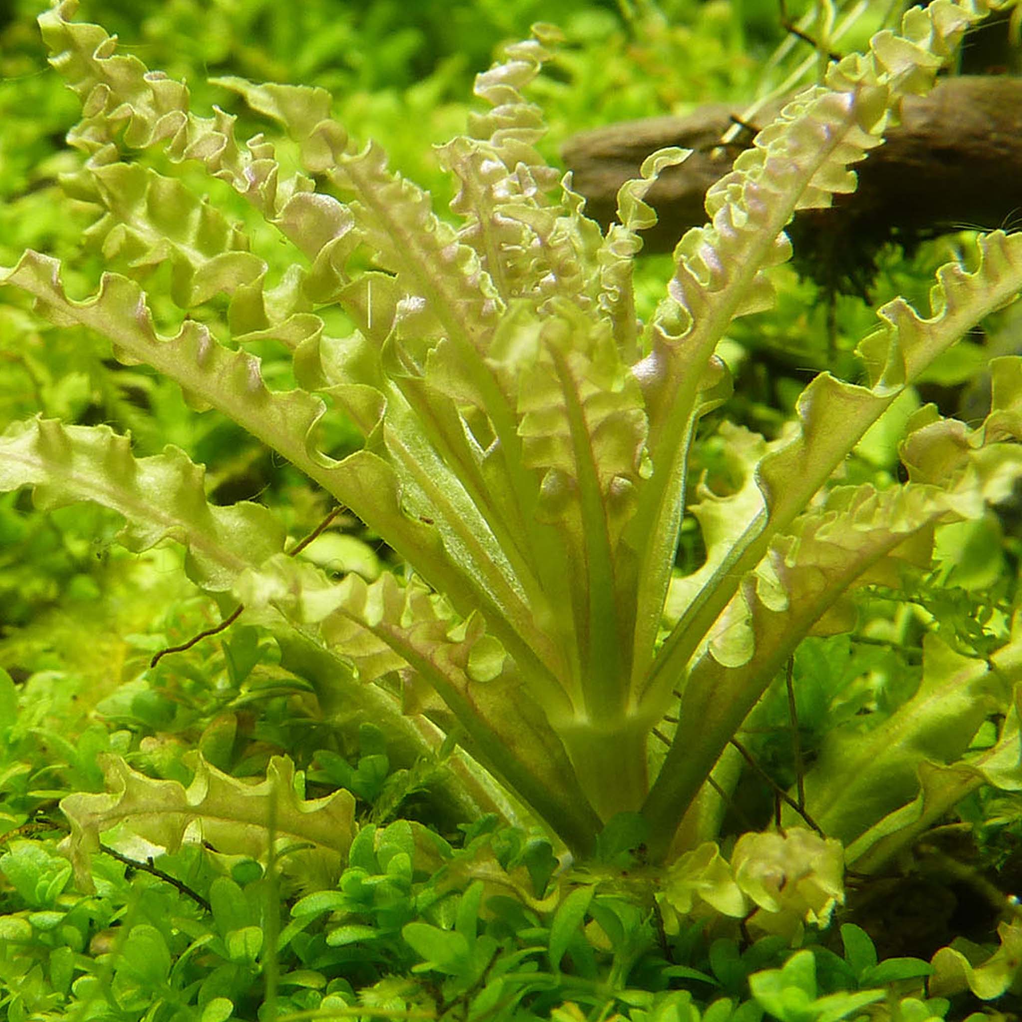 Pogostemon-helferi-im-Aquarium
