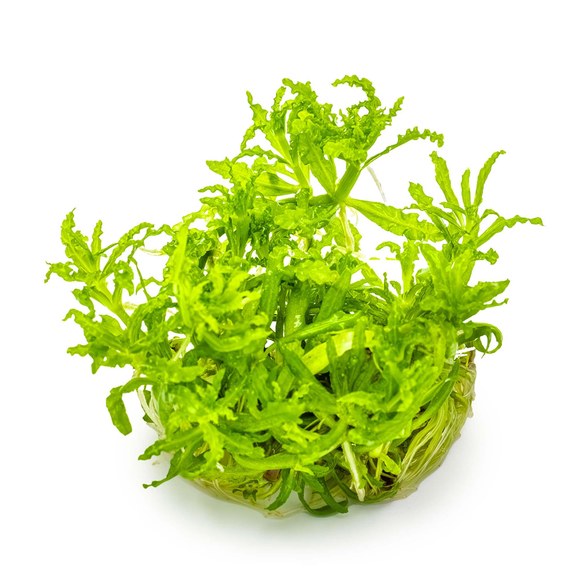 Pogostemon-helferi-ohne_Becher