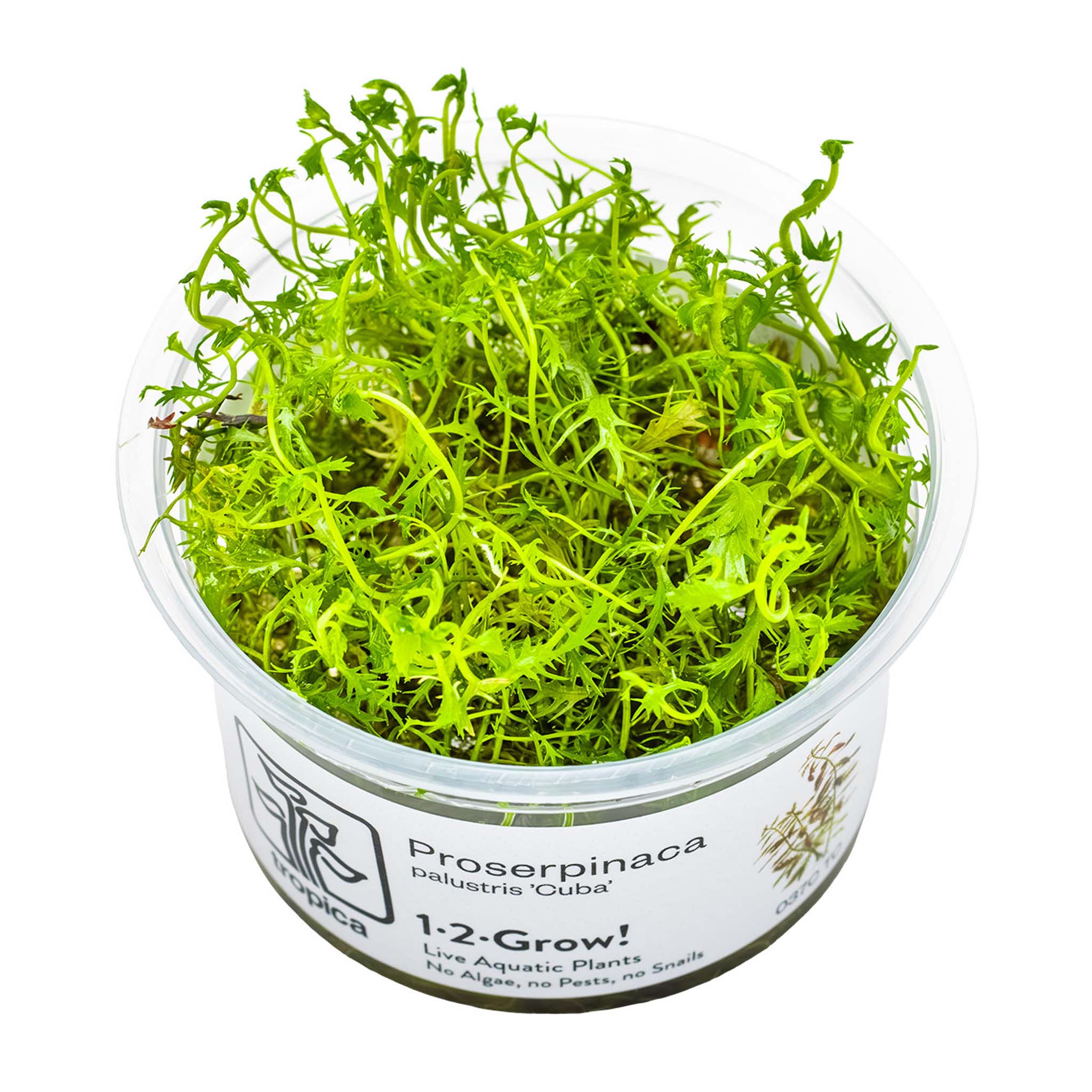 Proserpinaca-palustris-Cuba-Wasserpflanze