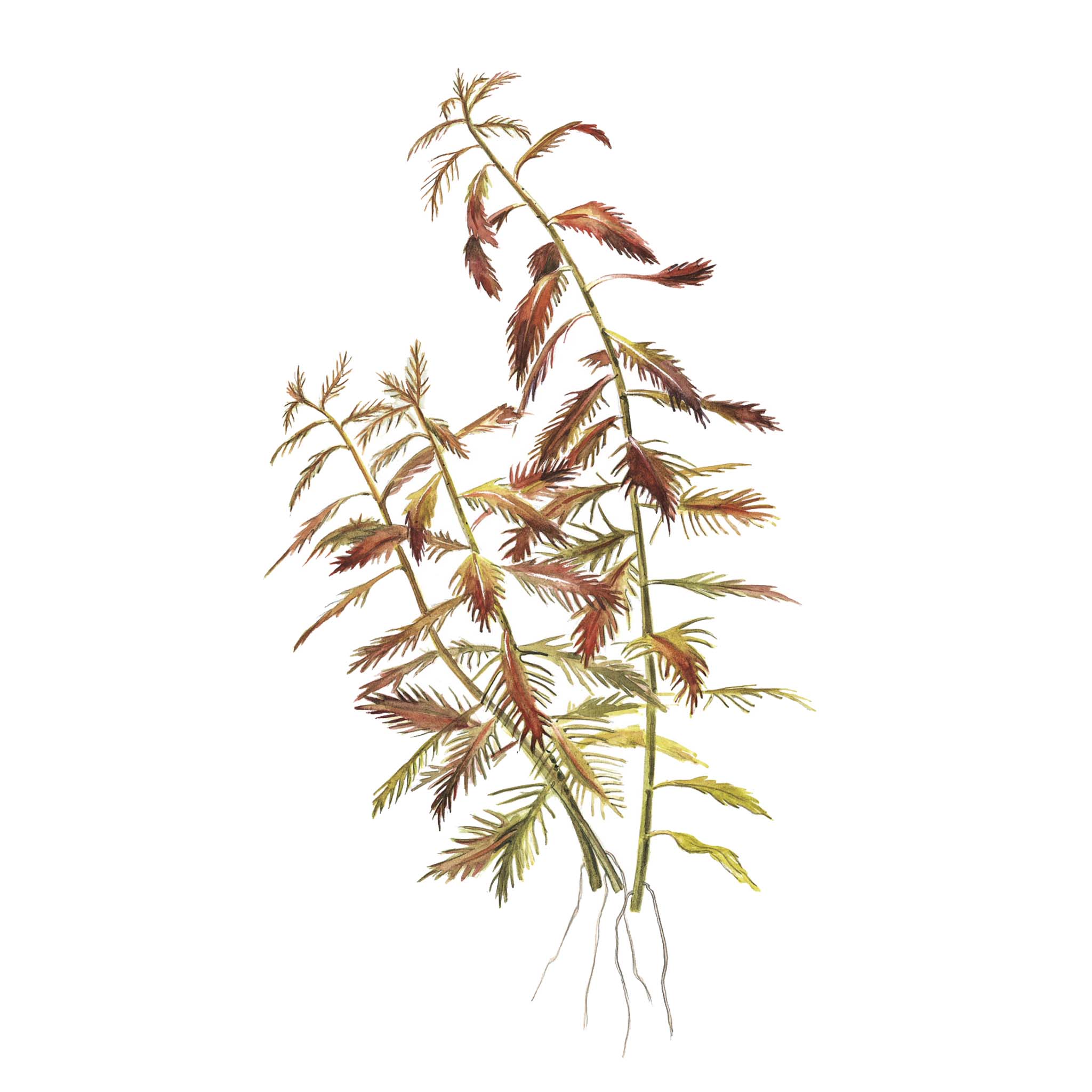 Proserpinaca-palustris-Cuba-Zeichnung