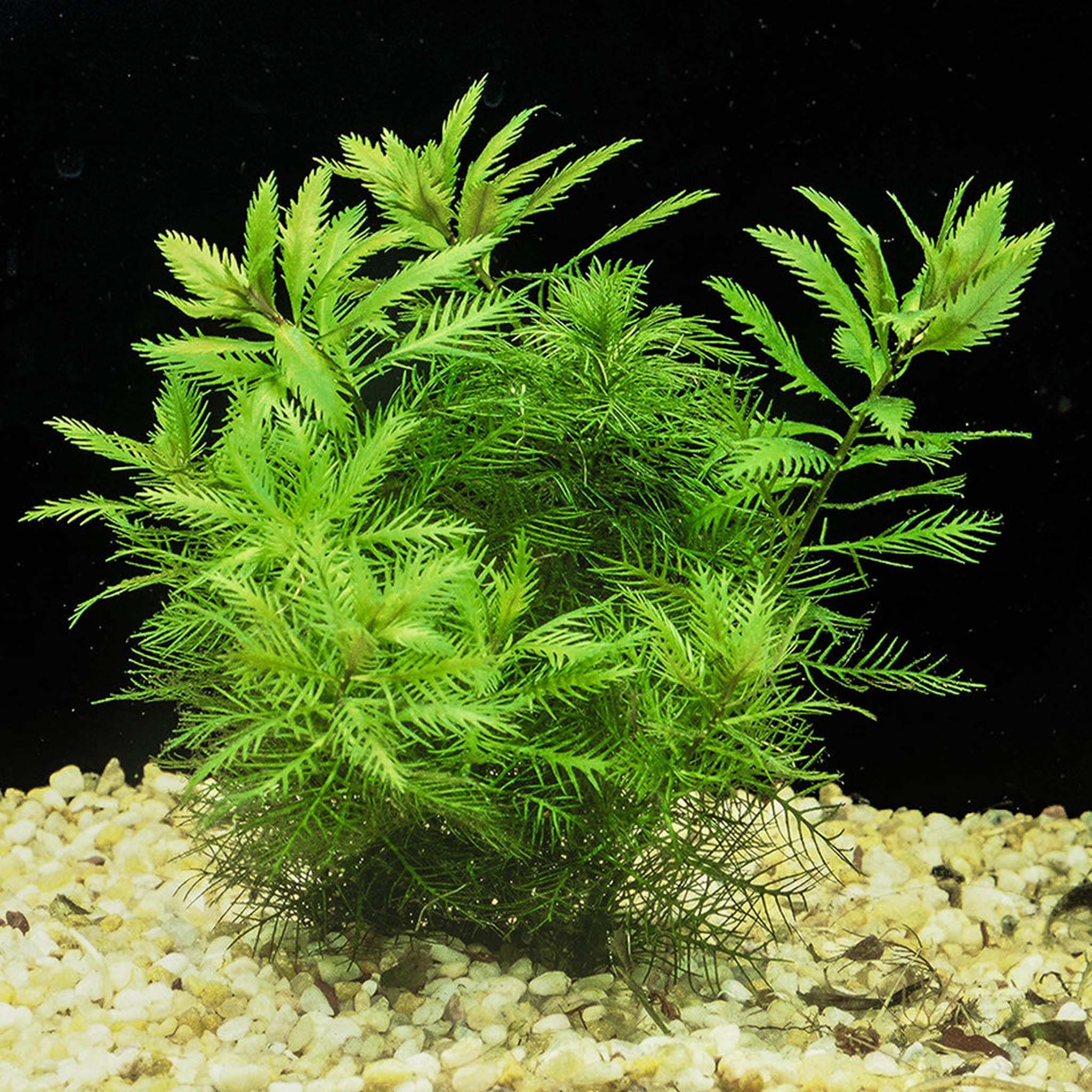 Proserpinaca-palustris-Cuba-im-Aquarium