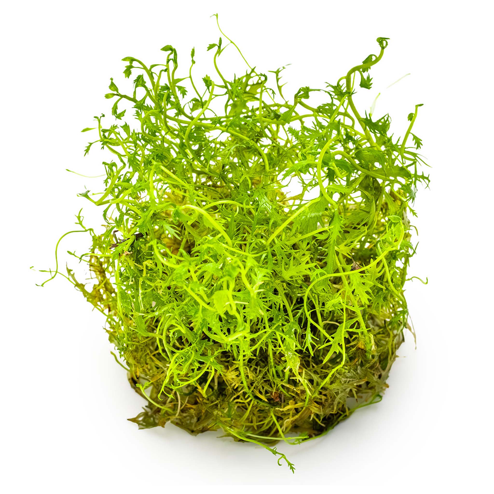 Proserpinaca-palustris-Cuba-ohne-Topf