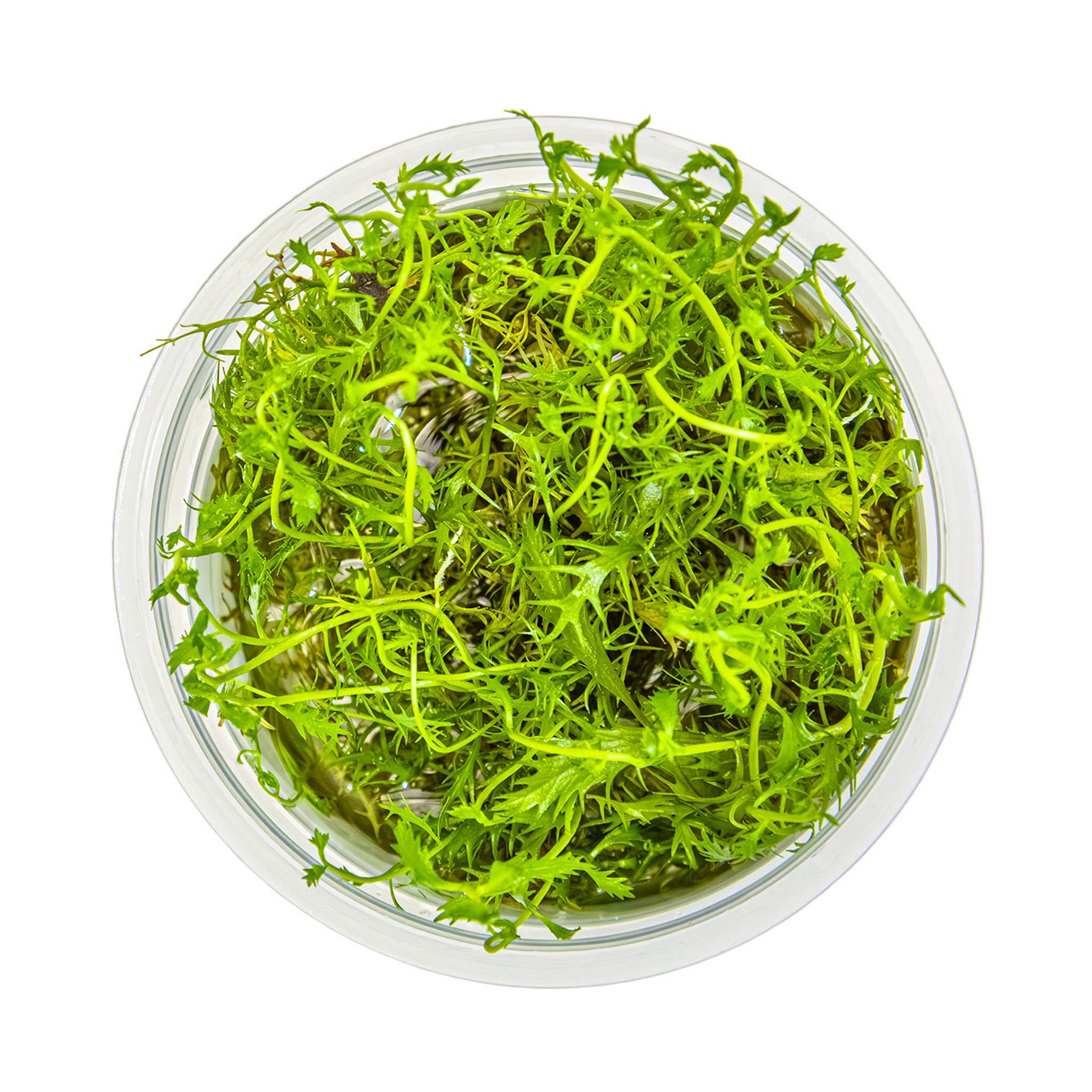 Proserpinaca-palustris-Cuba-von-oben