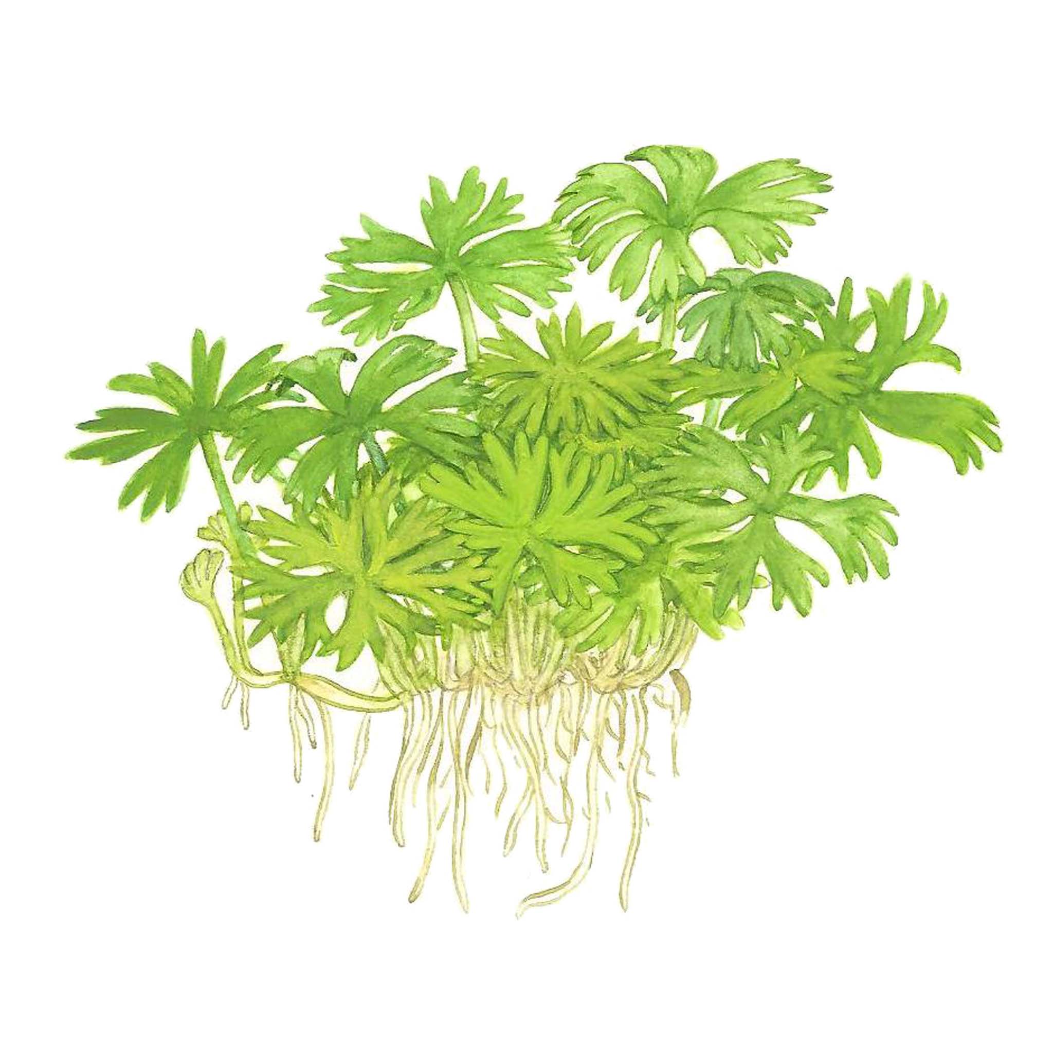 Ranunculus-inundatus-Zeichnung