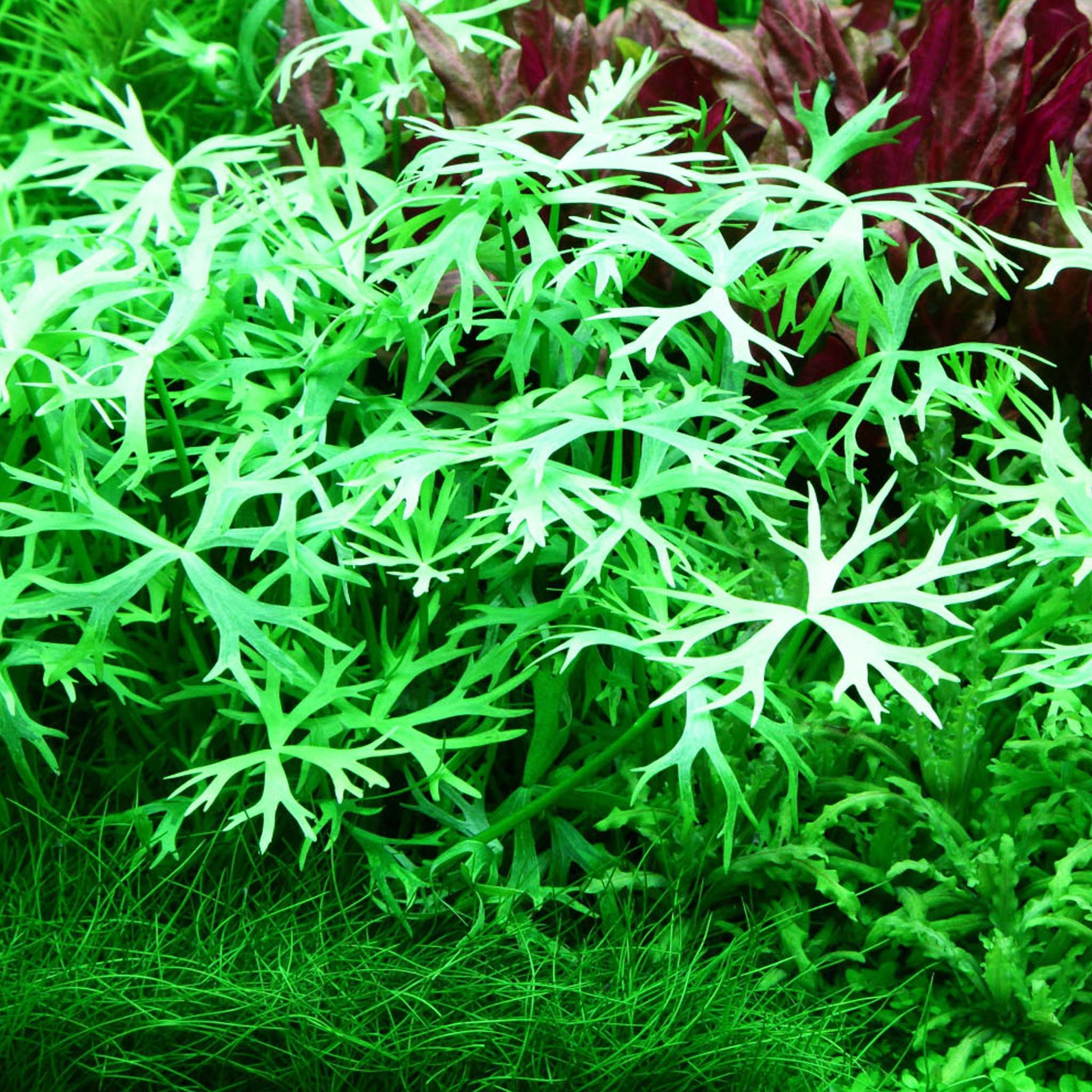 Ranunculus-inundatus-im-Aquarium