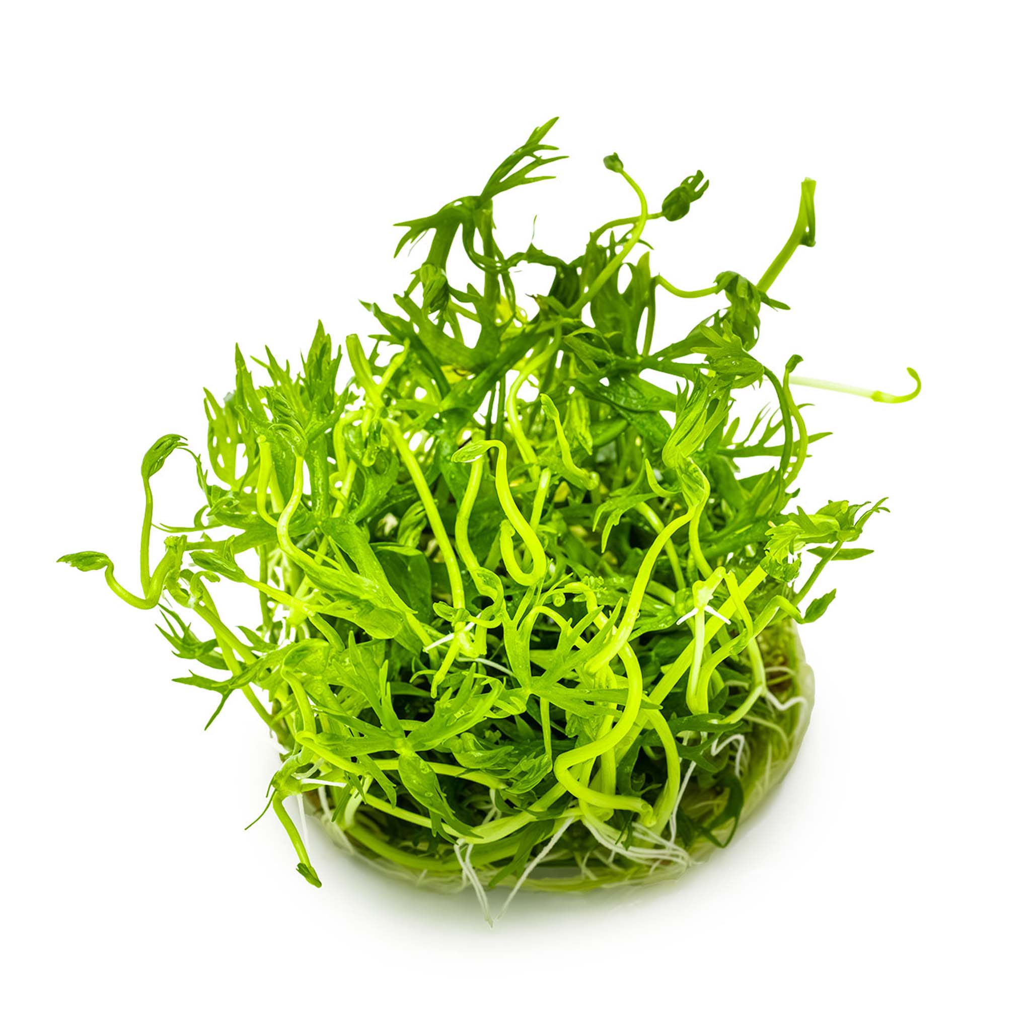 Ranunculus-inundatus-ohne-Topf