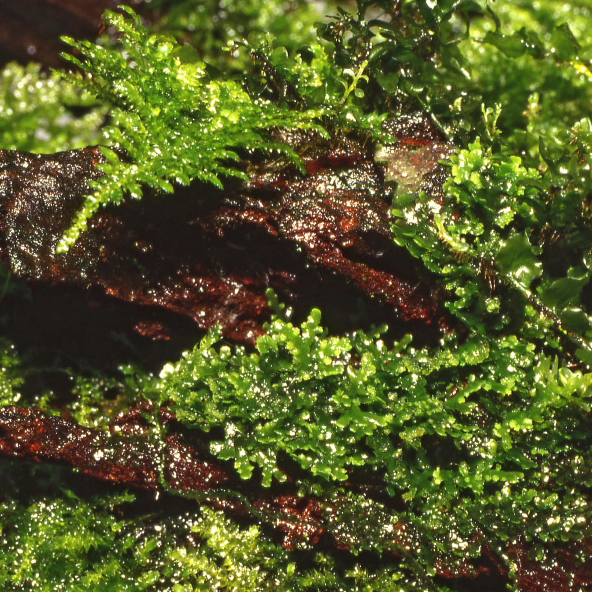 Riccardia-chamedryfolia-Aquarium