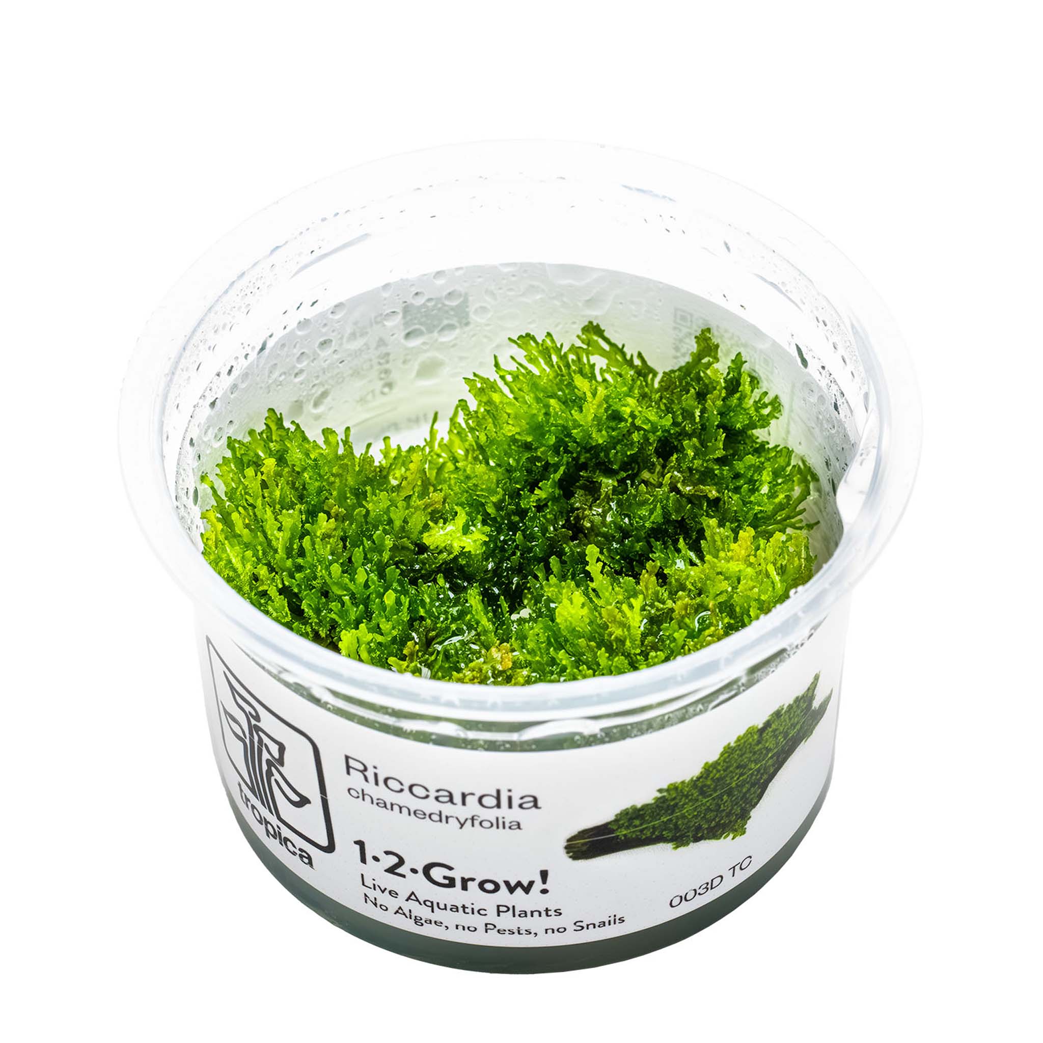 Riccardia-chamedryfolia-Wasserpflanze