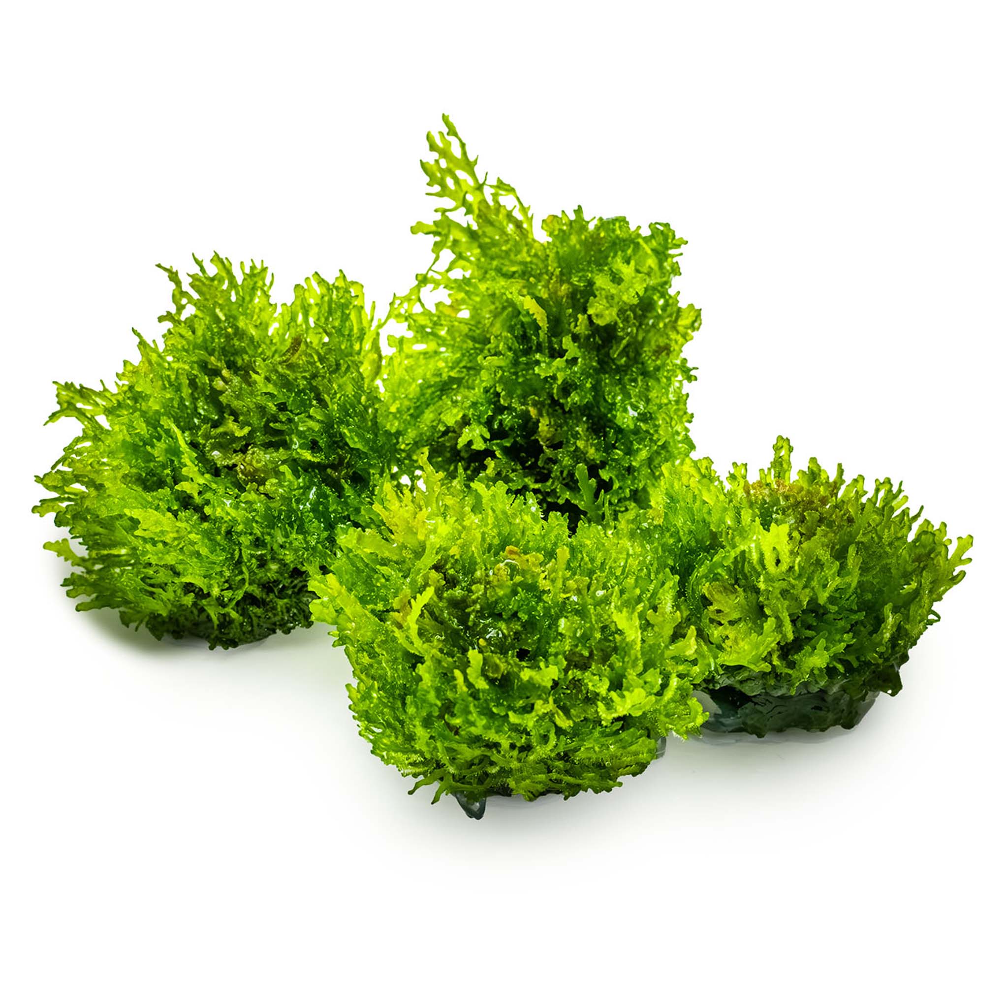 Riccardia-chamedryfolia-ohne_Becher