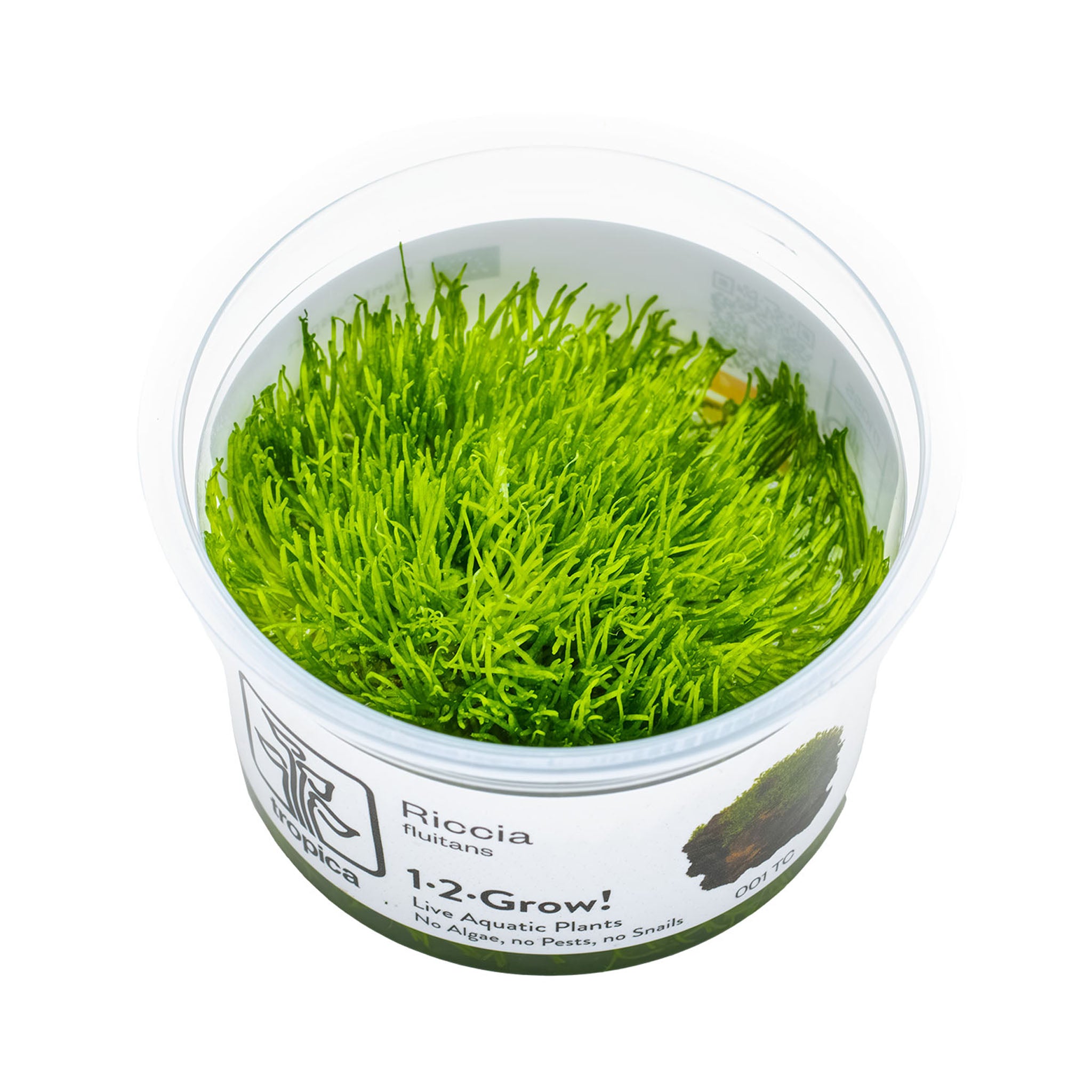 Riccia-fluitans_Wasserpflanze