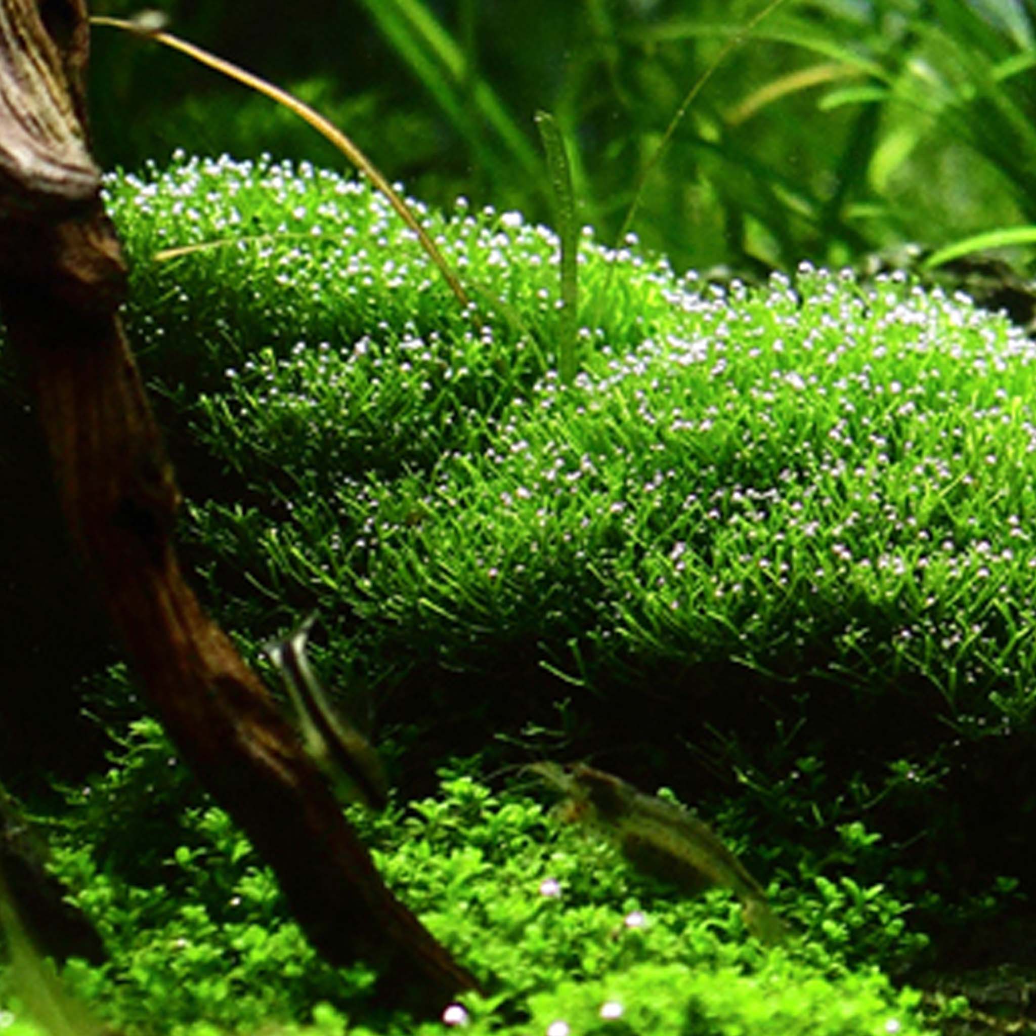 Riccia Fluitans Aquarium Moos