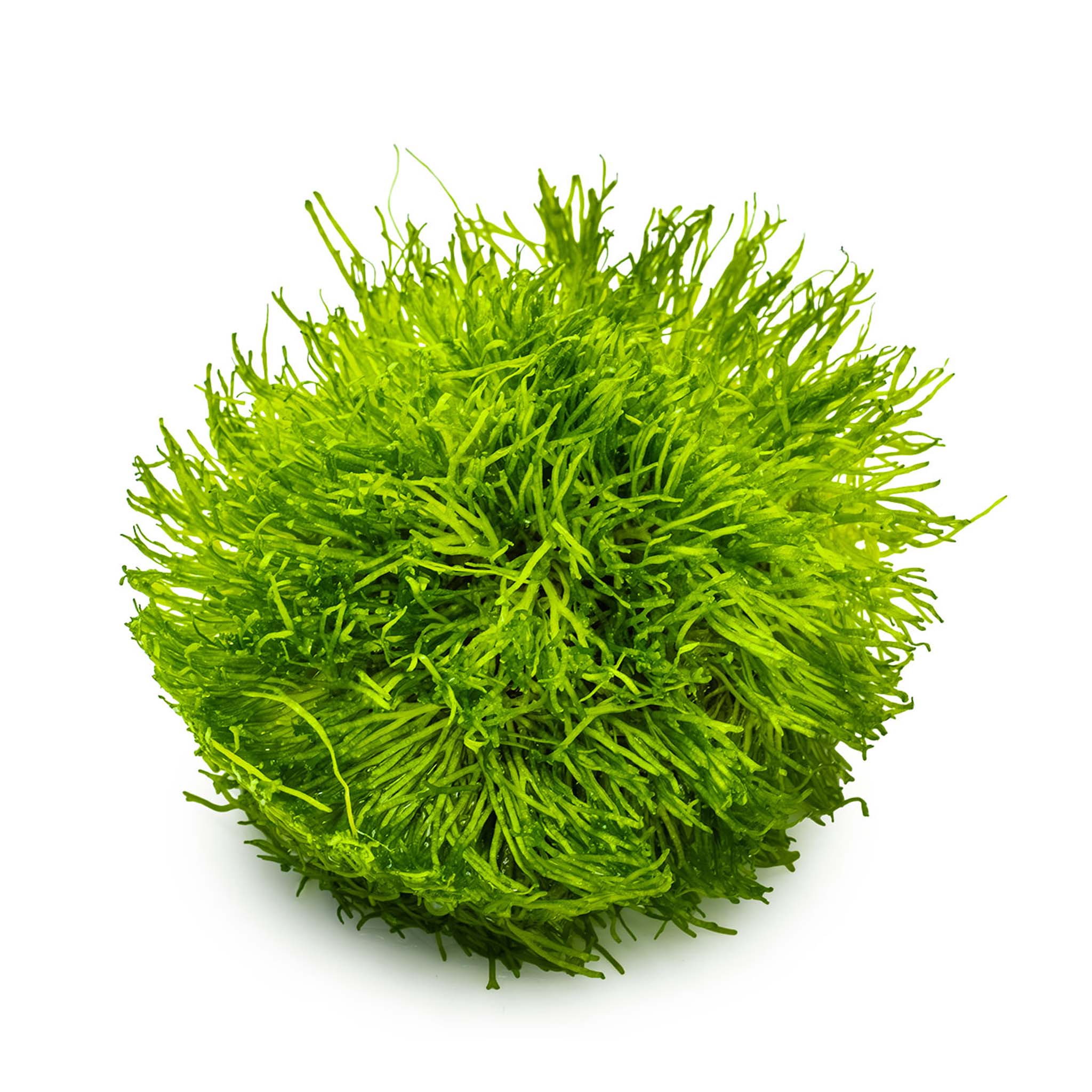 Riccia-fluitans_Wasserpflanze_ohne_Becher