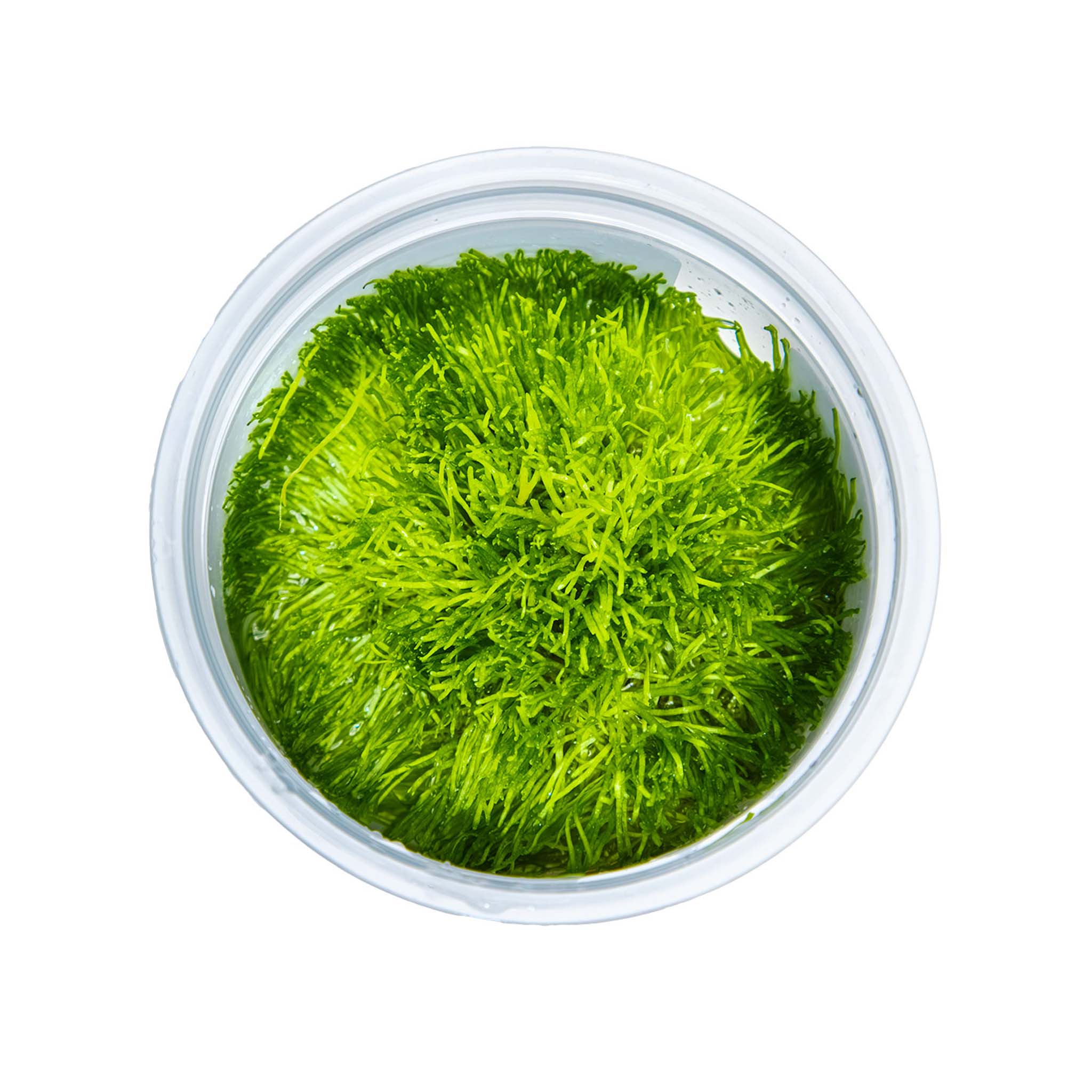 Riccia Fluitans Aquarium Moos