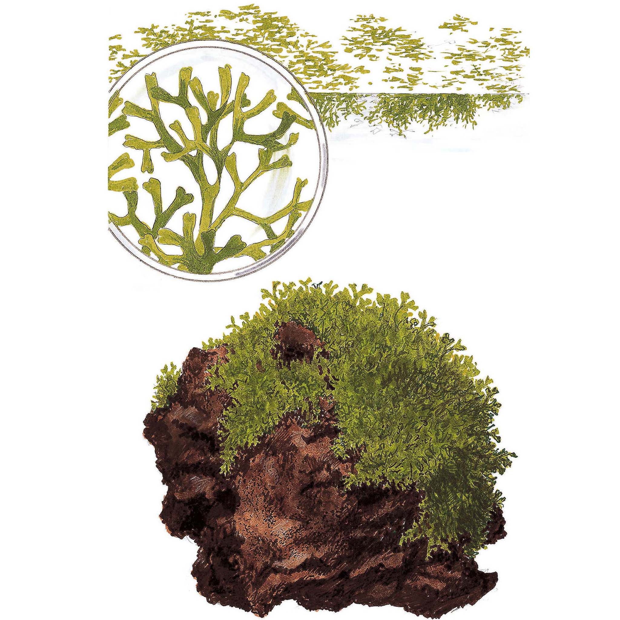 Riccia Fluitans Aquarium Moos
