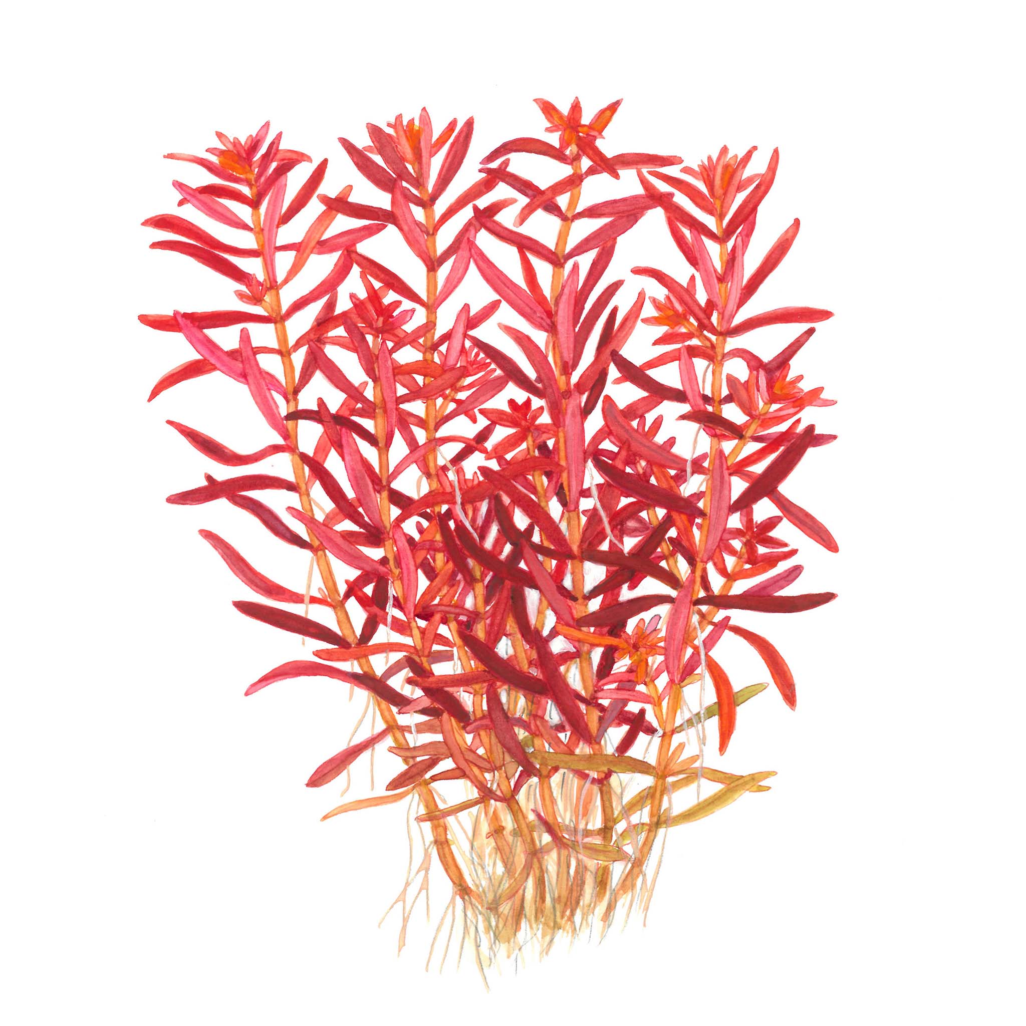 Rotala-rotundifolia-BloodRed-Zeichnung