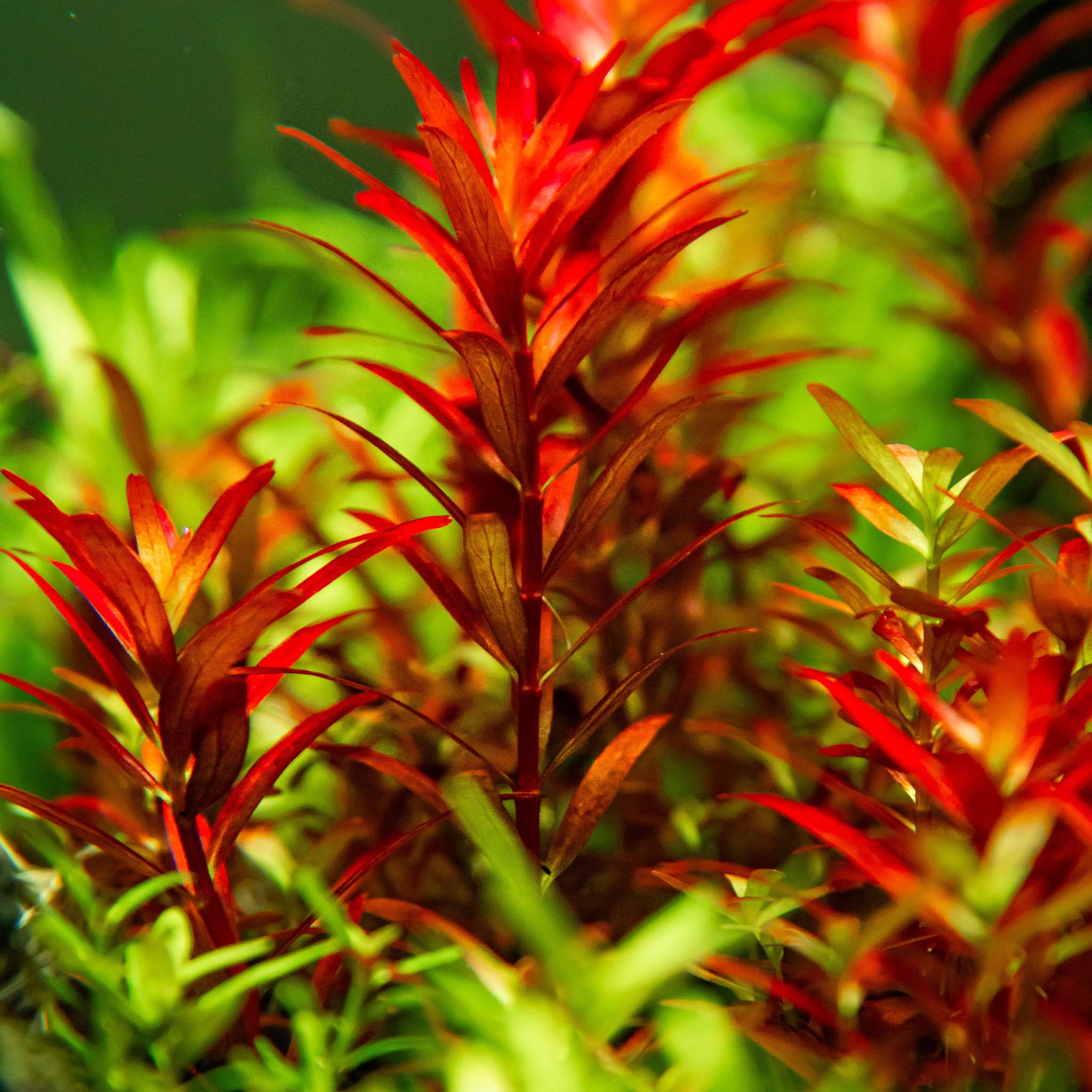 Rotala-rotundifolia-BloodRed-im-Aquarium