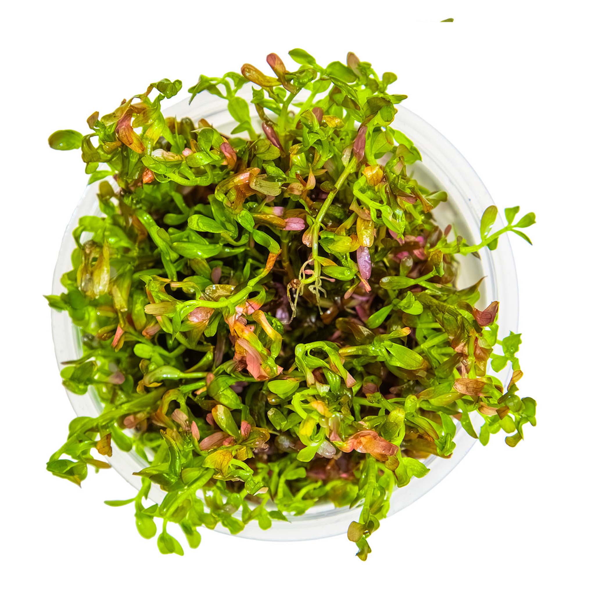 Rotala-rotundifolia-BloodRed-von-oben